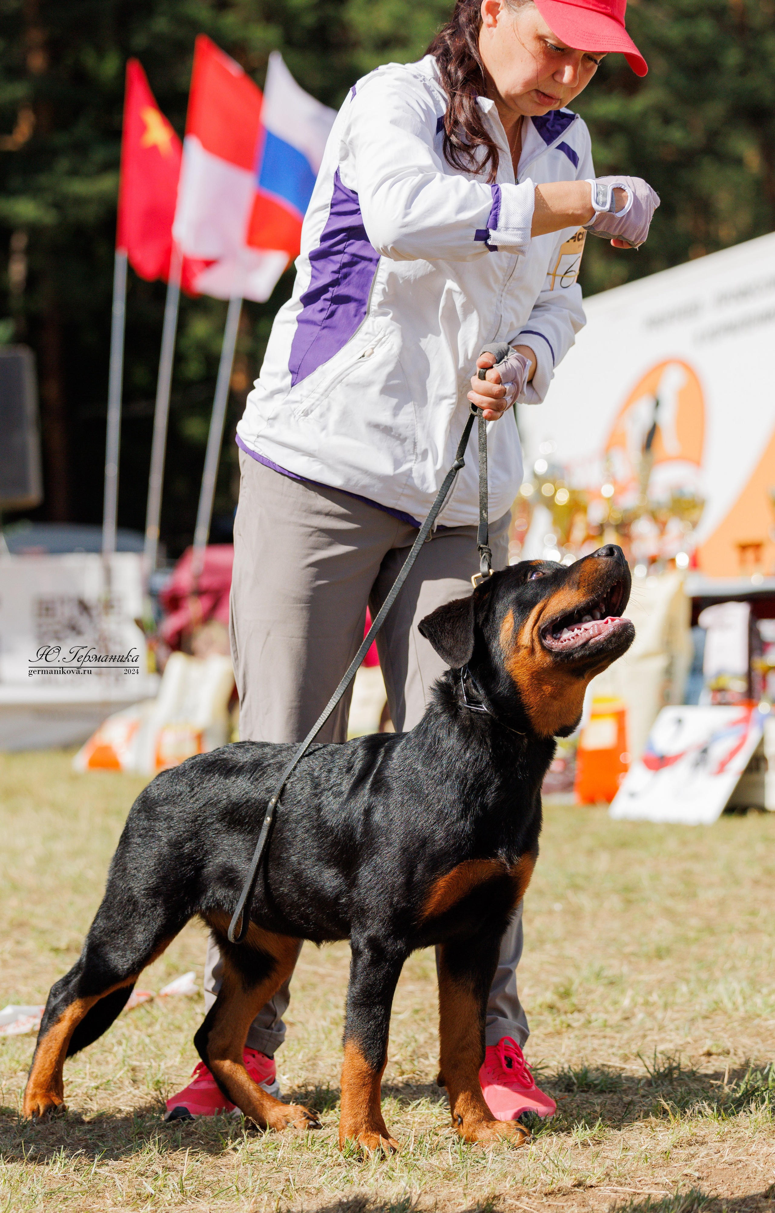 ПК и КЧК ротвейлеры Тверь 6-7.07.2024. Фотограф-анималист Юлия Германика