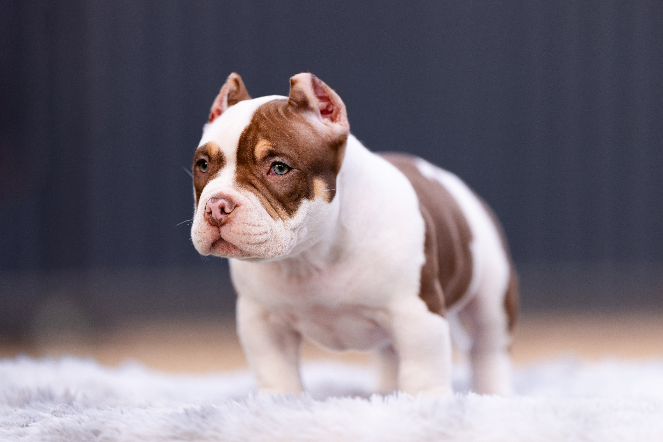 Булли. Фотограф и видеограф анималист Аганина Дарья