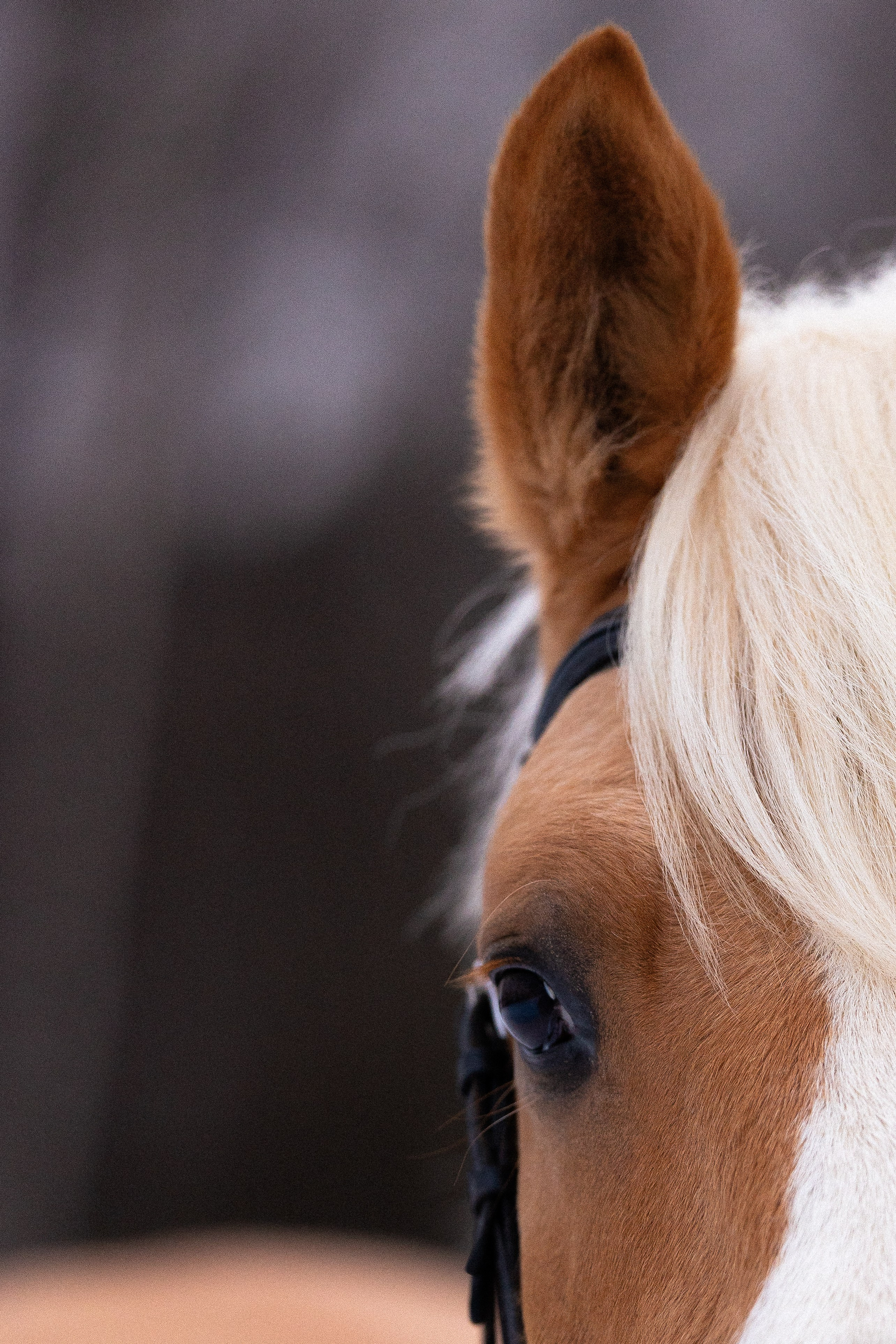Бейкер. Фотограф и видеограф анималист Аганина Дарья