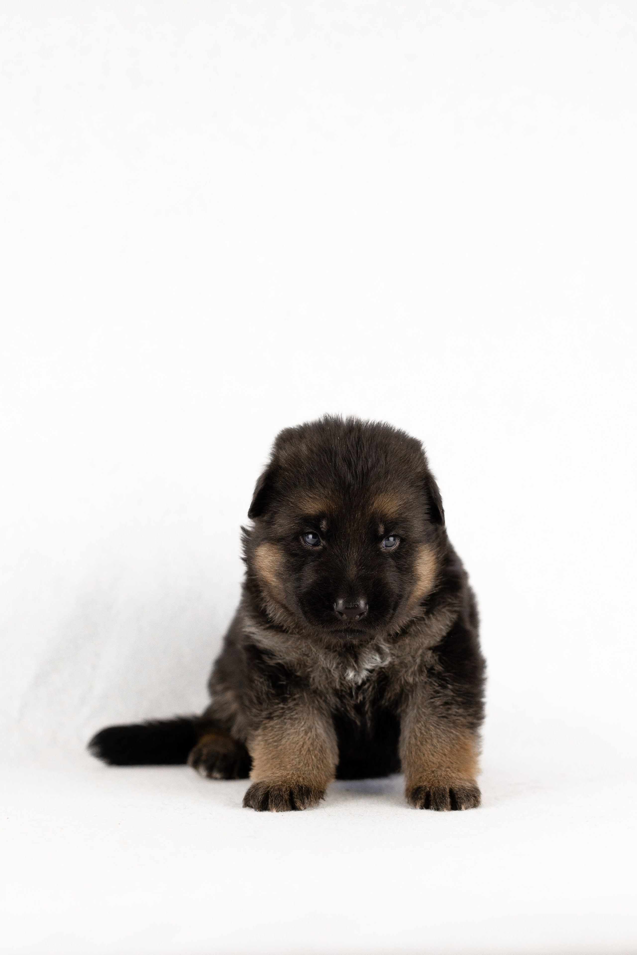 Немецкая овчарка. Фотограф и видеограф анималист Аганина Дарья