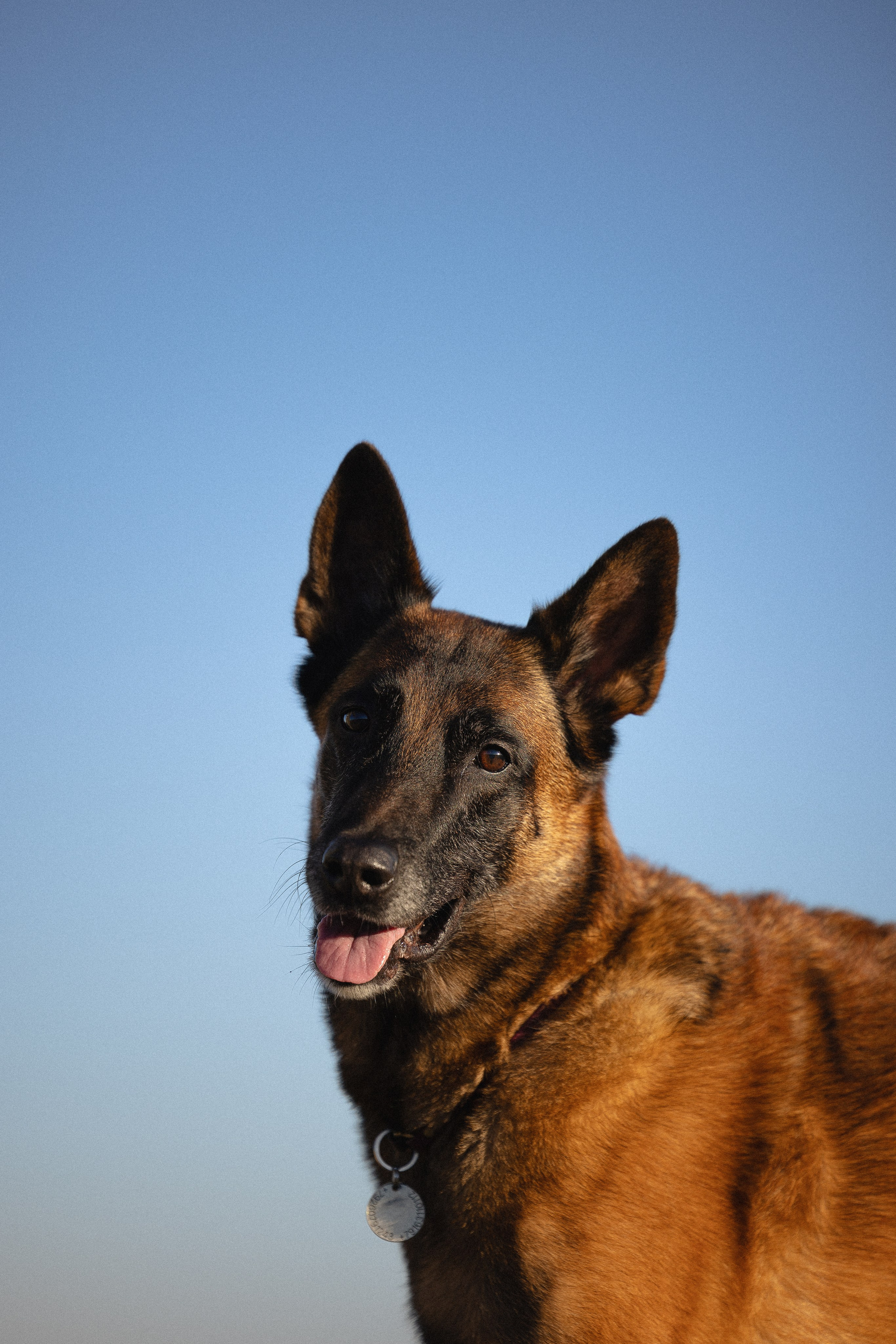 Женя, Афра и Молли. Фотограф и видеограф анималист Аганина Дарья