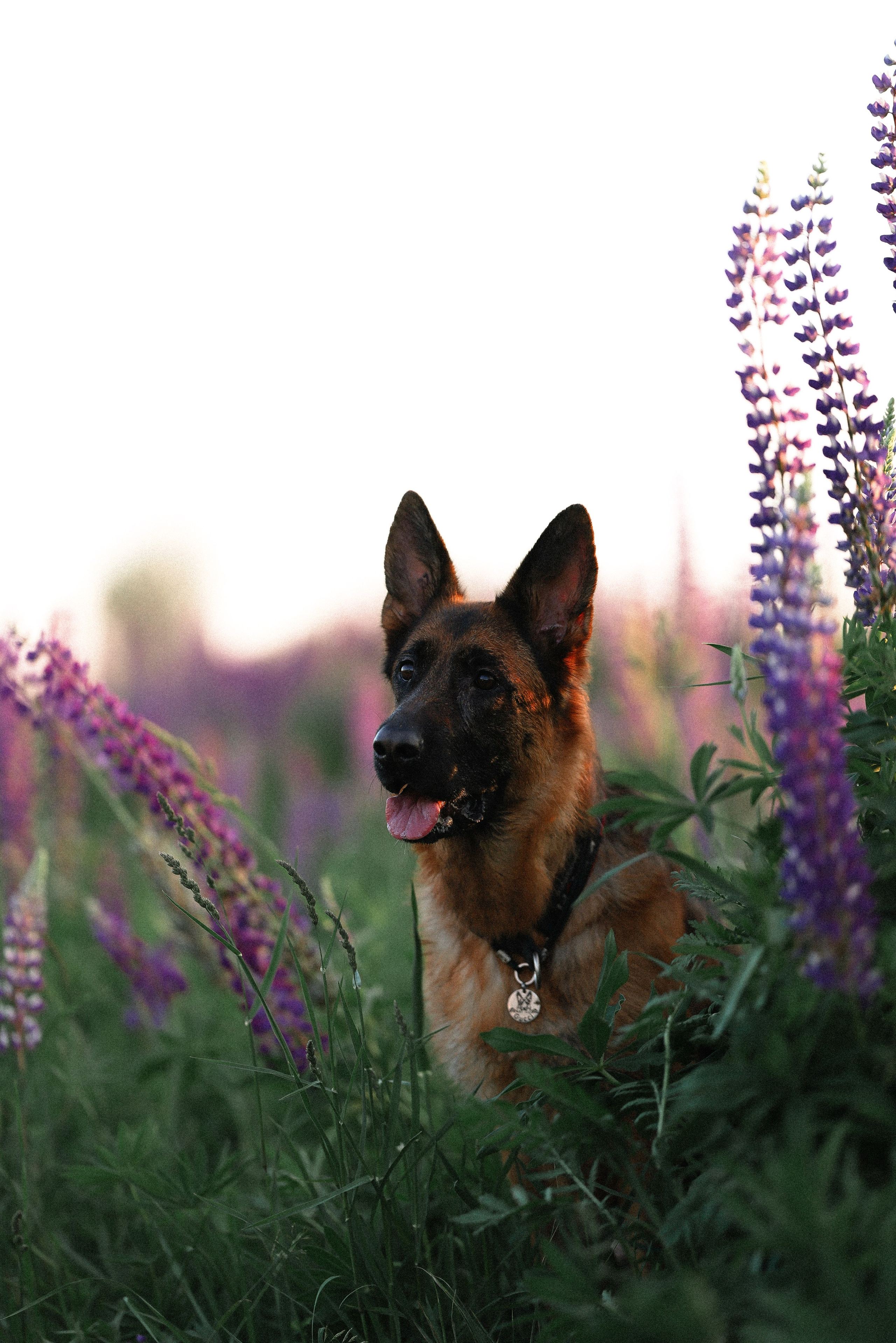 Тео и Гуччи. Фотограф и видеограф анималист Аганина Дарья