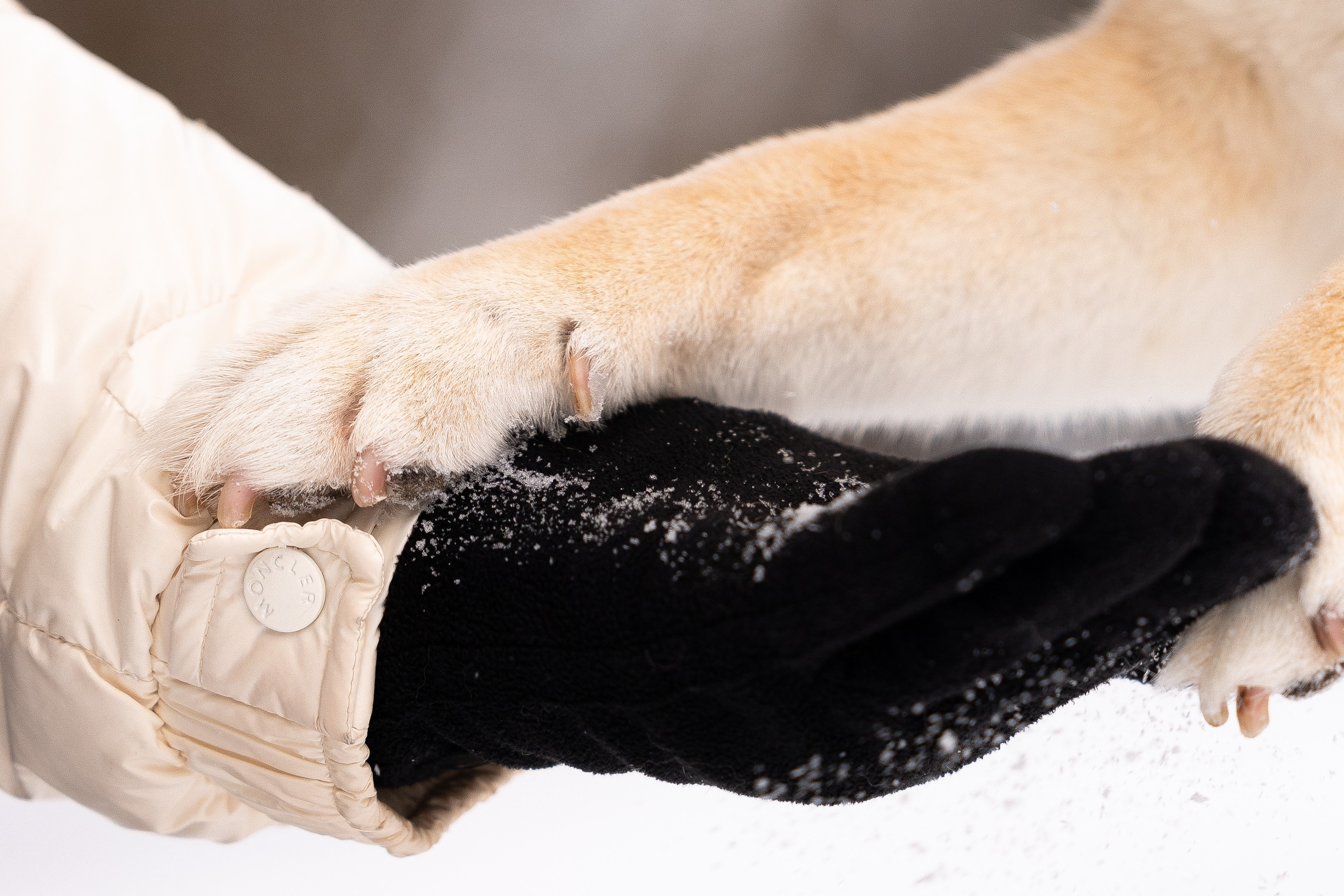 Юми, Серж и Тоши. Фотограф и видеограф анималист Аганина Дарья