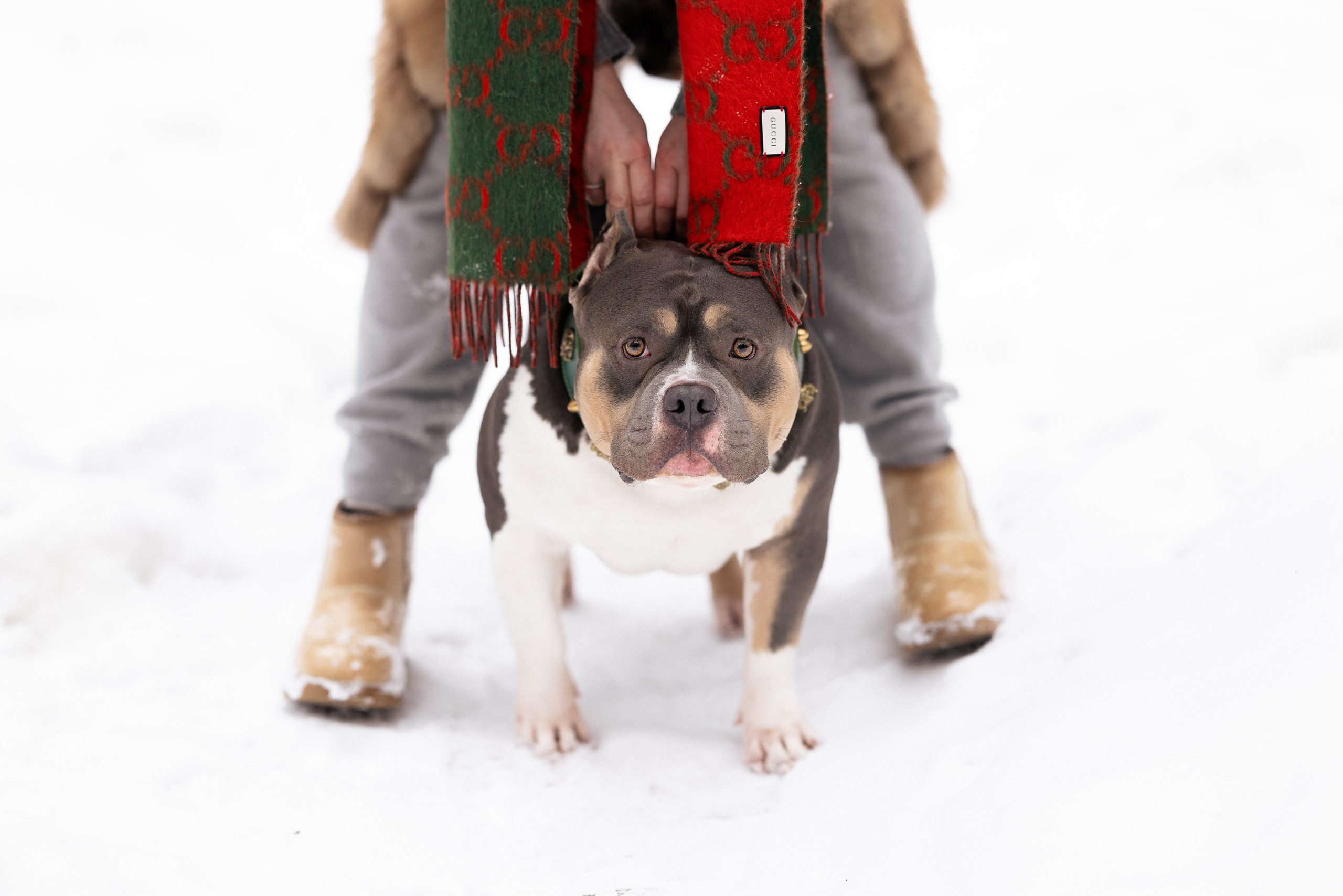 Лера и Наган. Фотограф и видеограф анималист Аганина Дарья