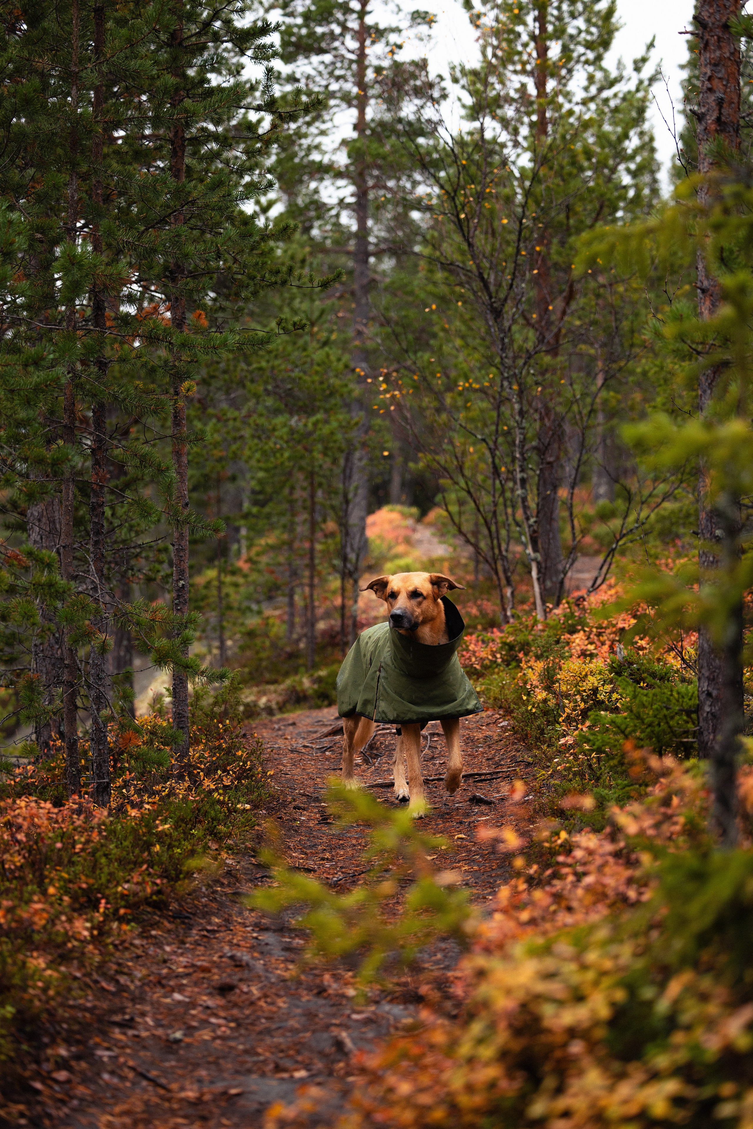 Кольский. Фотограф и видеограф анималист Аганина Дарья