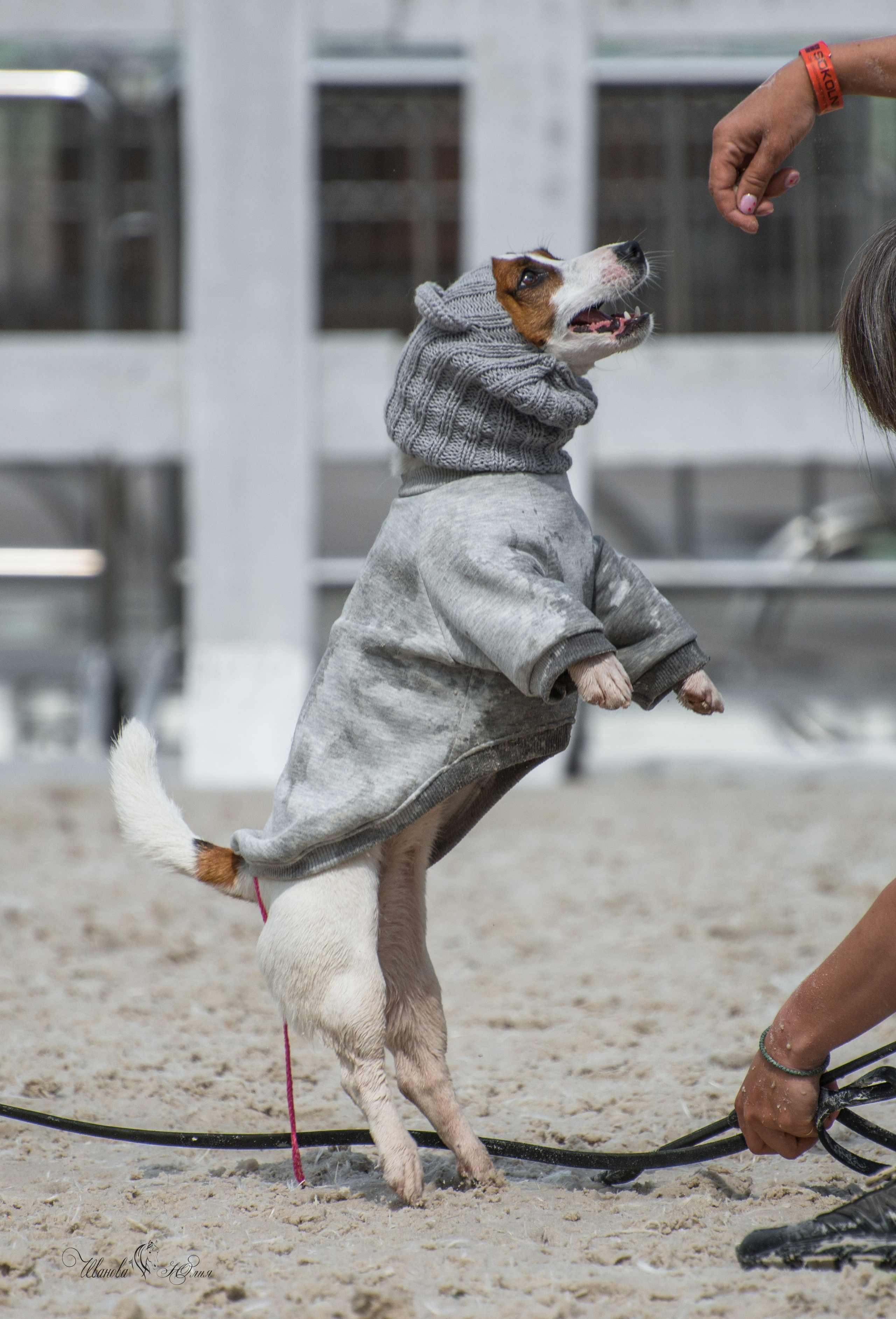 Эквирос, Москва. Конный фотограф в Саратове Юлия Иванова