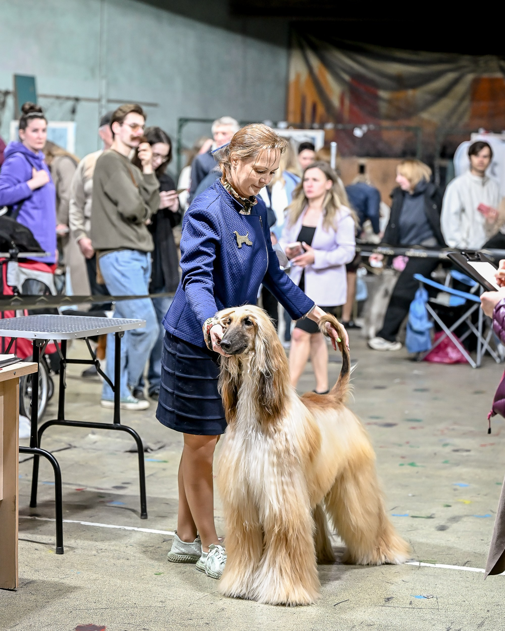 29.03.2026 KOO. Галерея фотографий афганской борзой