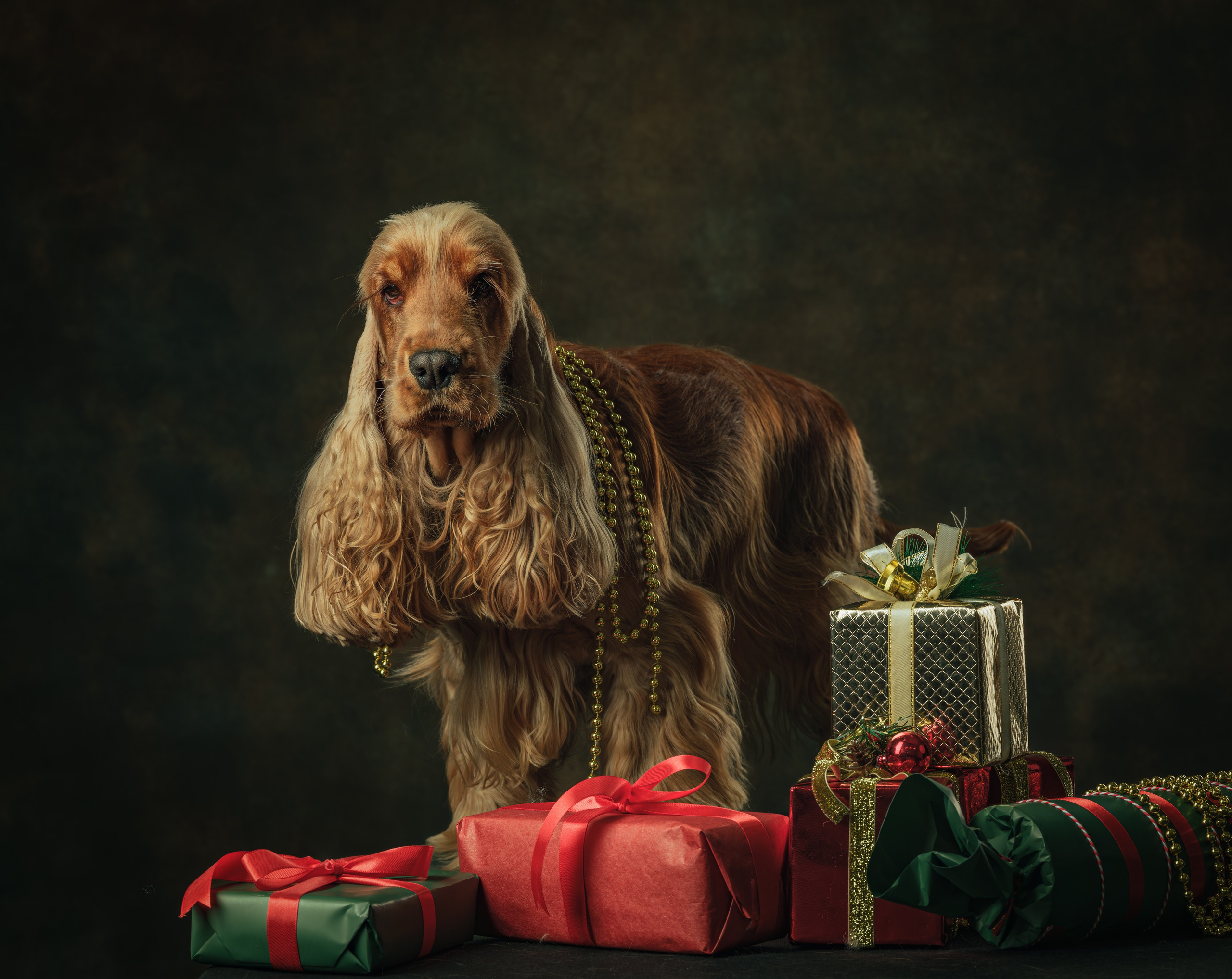 Портреты животных. Арт-фотограф Михаил Danko, г. Новосибирск