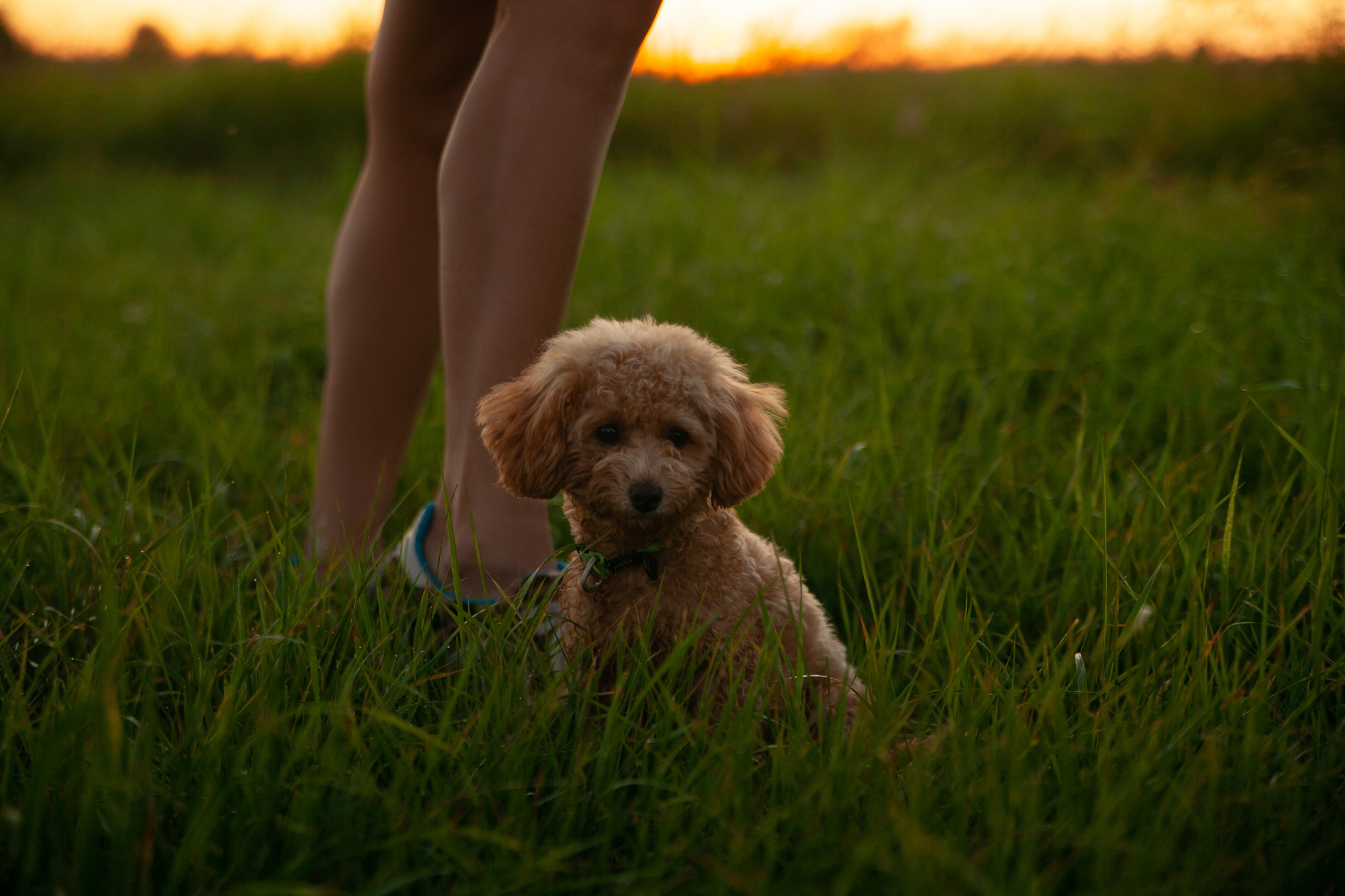 Девушка, закат, собака. Семейный фотограф, свадебный фотограф, женский портрет в Санкт-Петербу