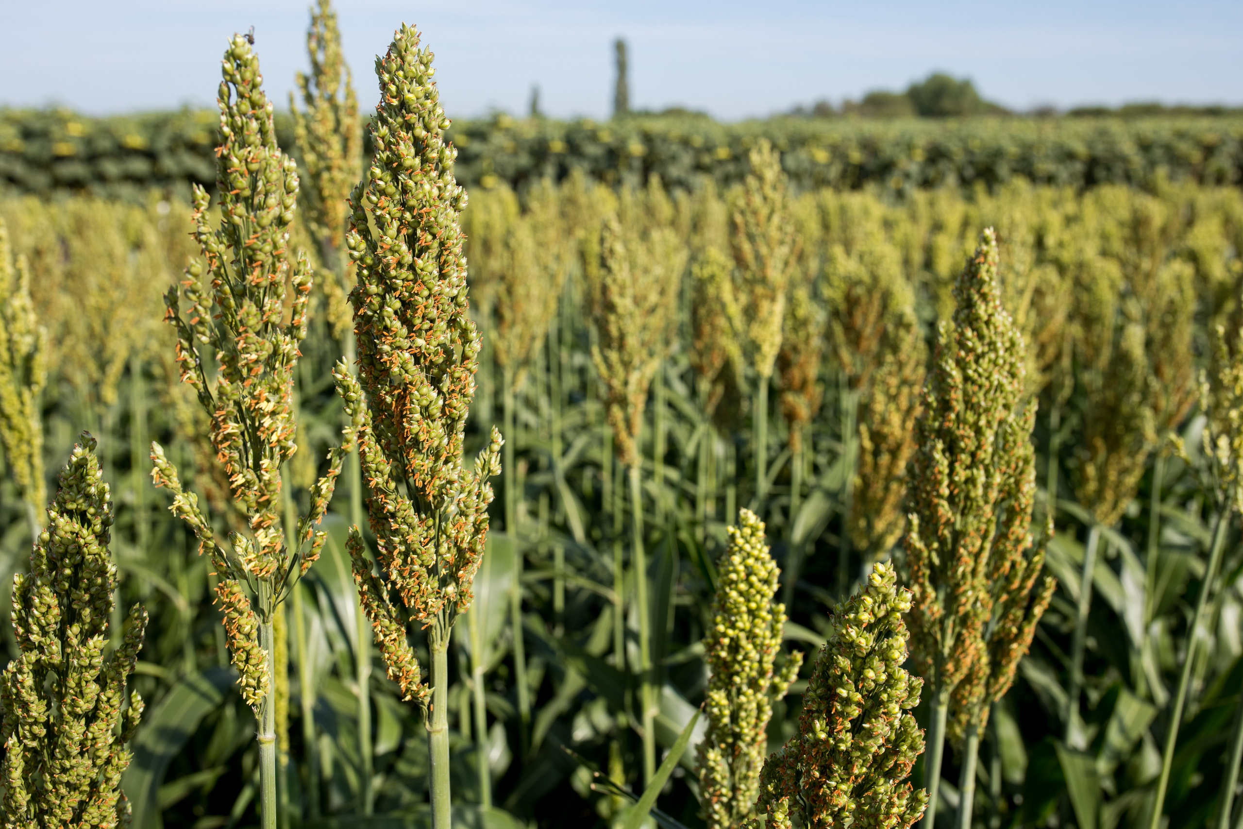 Решения для сельского хозяйства BASF 16.08.2022. Владислав Волков | Фотография и видеосъемка в Воронеже