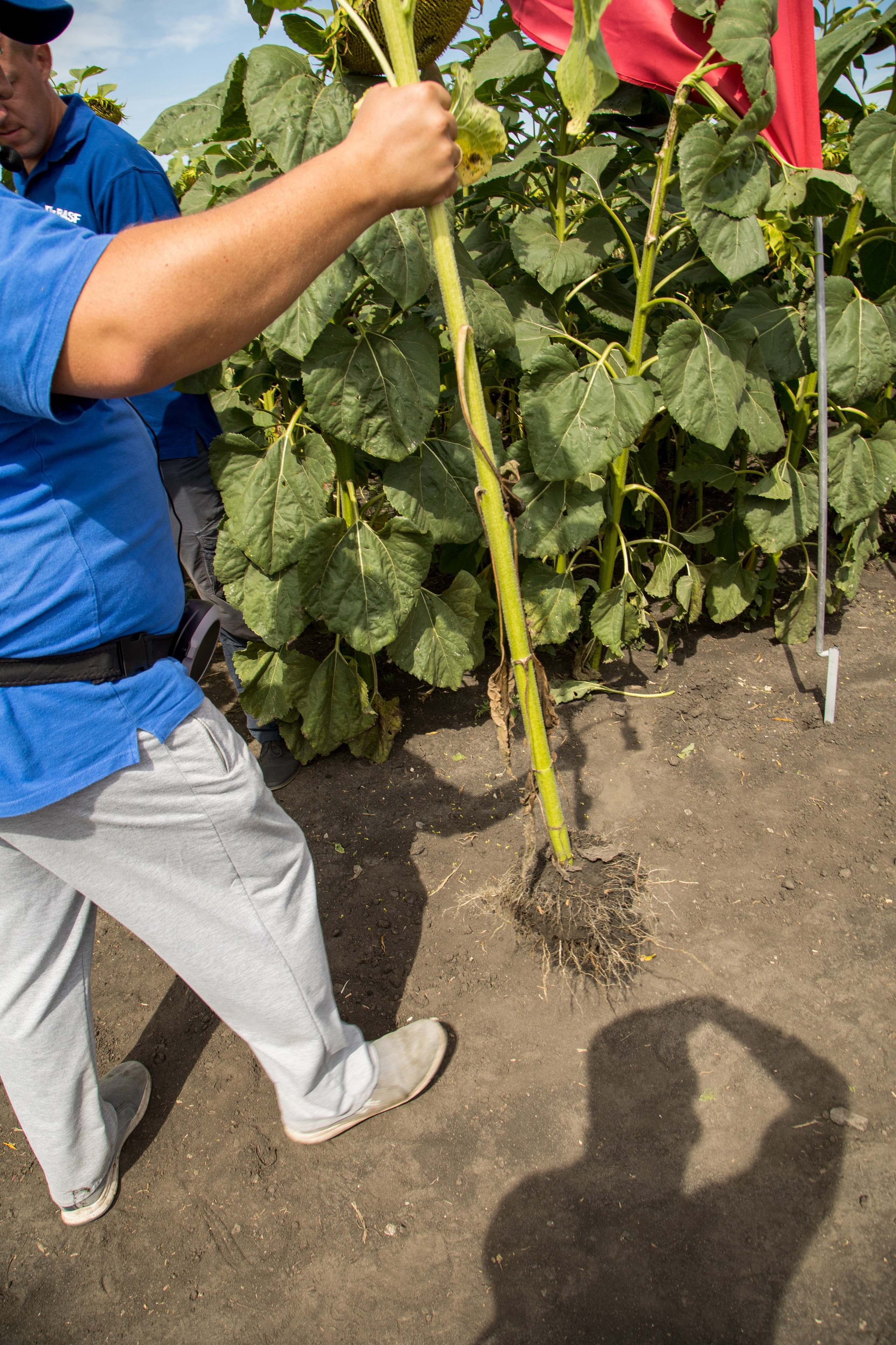 Решения для сельского хозяйства BASF 16.08.2022. Владислав Волков | Фотография и видеосъемка в Воронеже