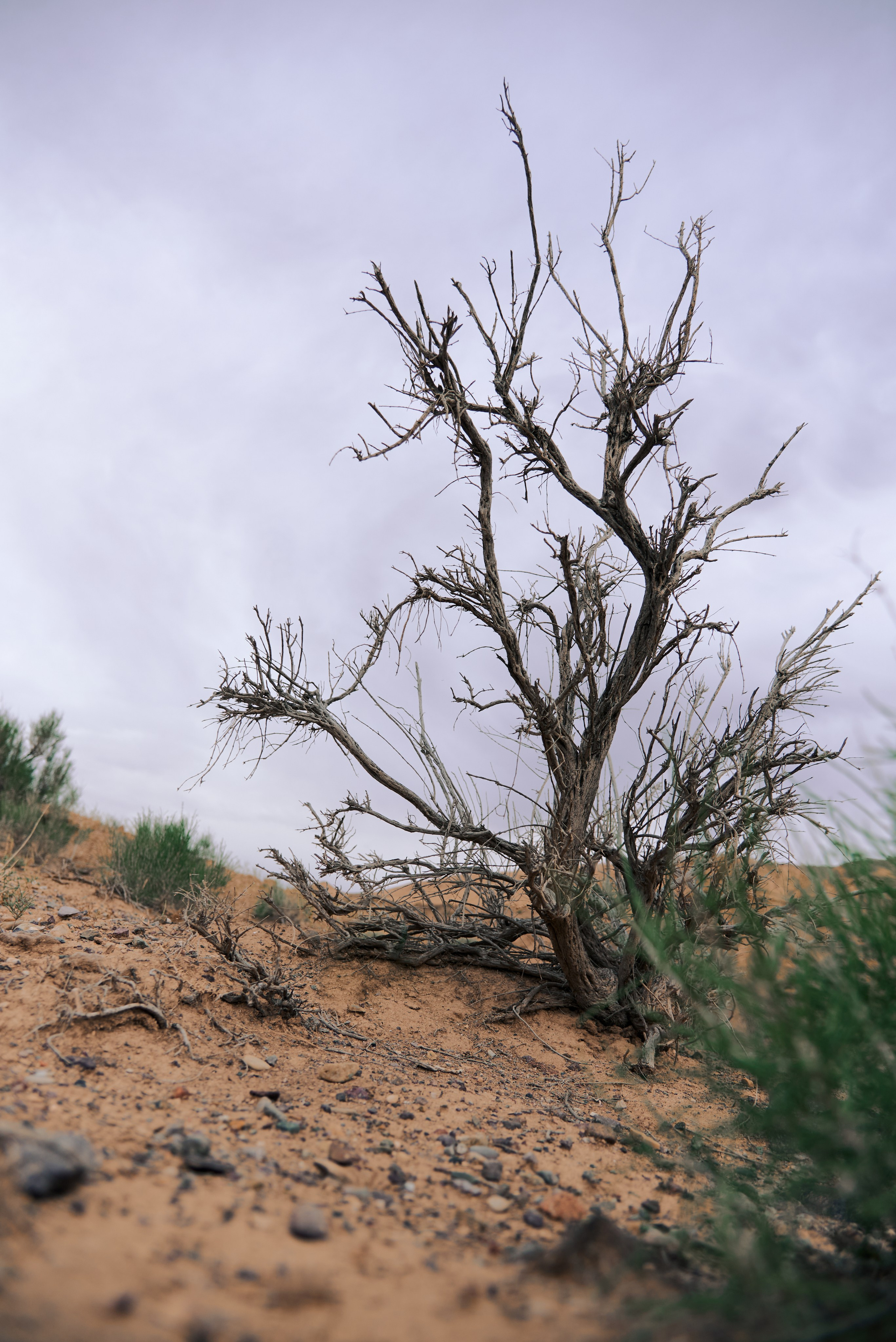 Anima. Фотограф Алматы Ольга Photodooshy