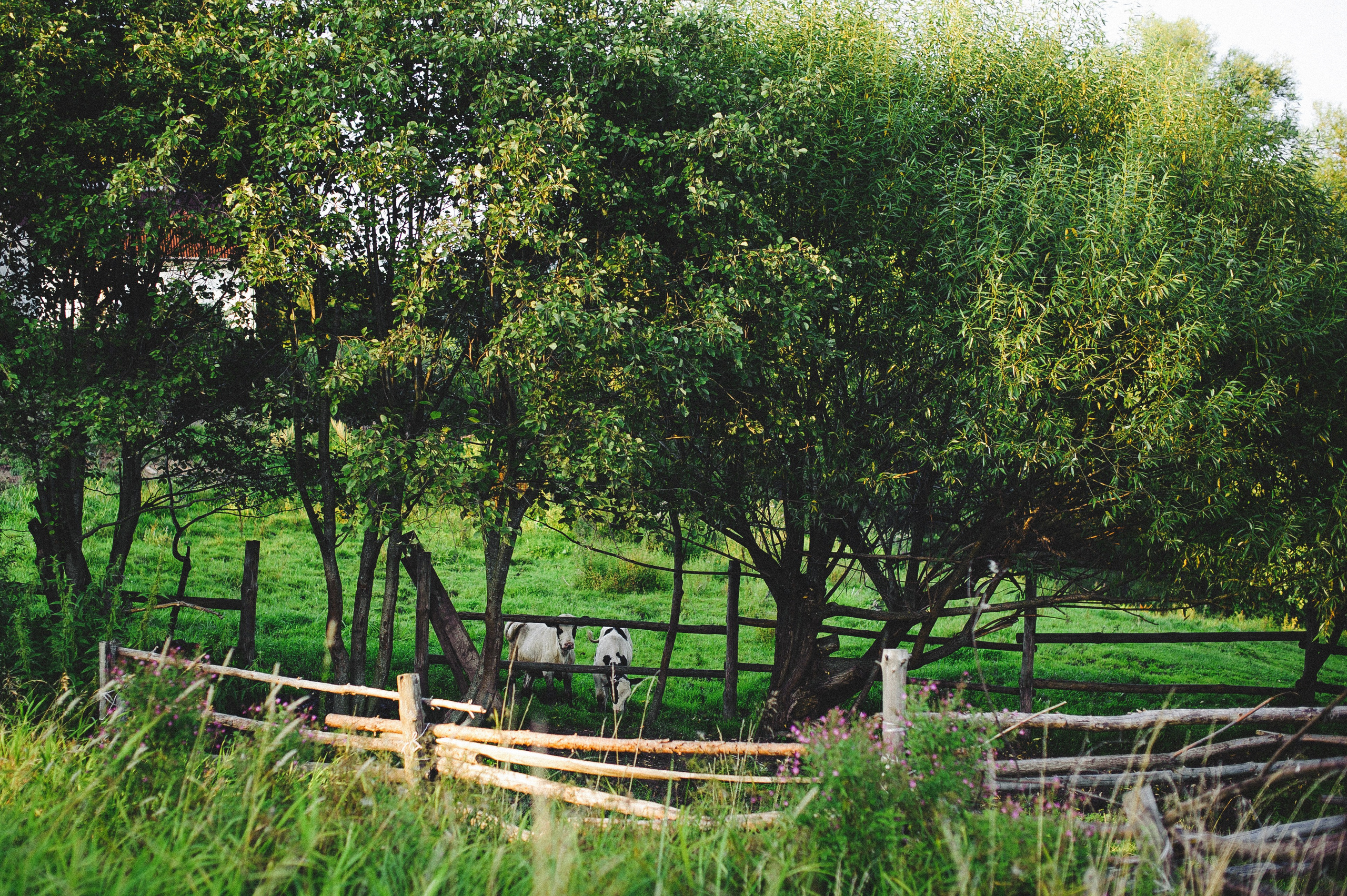 ЛЕТО в ДЕРЕВНЕ. Свадебный и семейный фотограф РИТА БОЧКАРЁВА