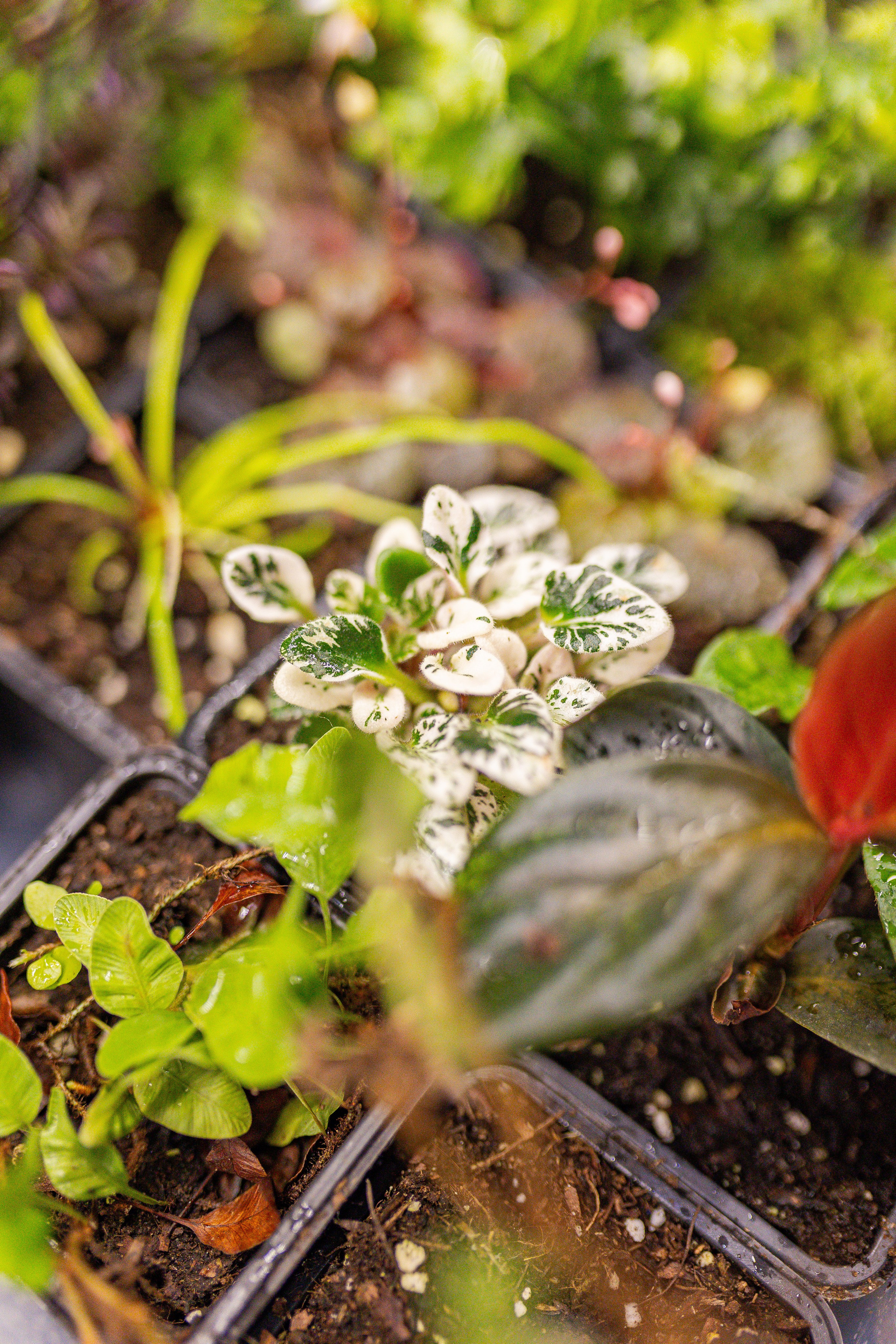 Монстериум апрель 2026. Александра Куликова фотограф, Москва