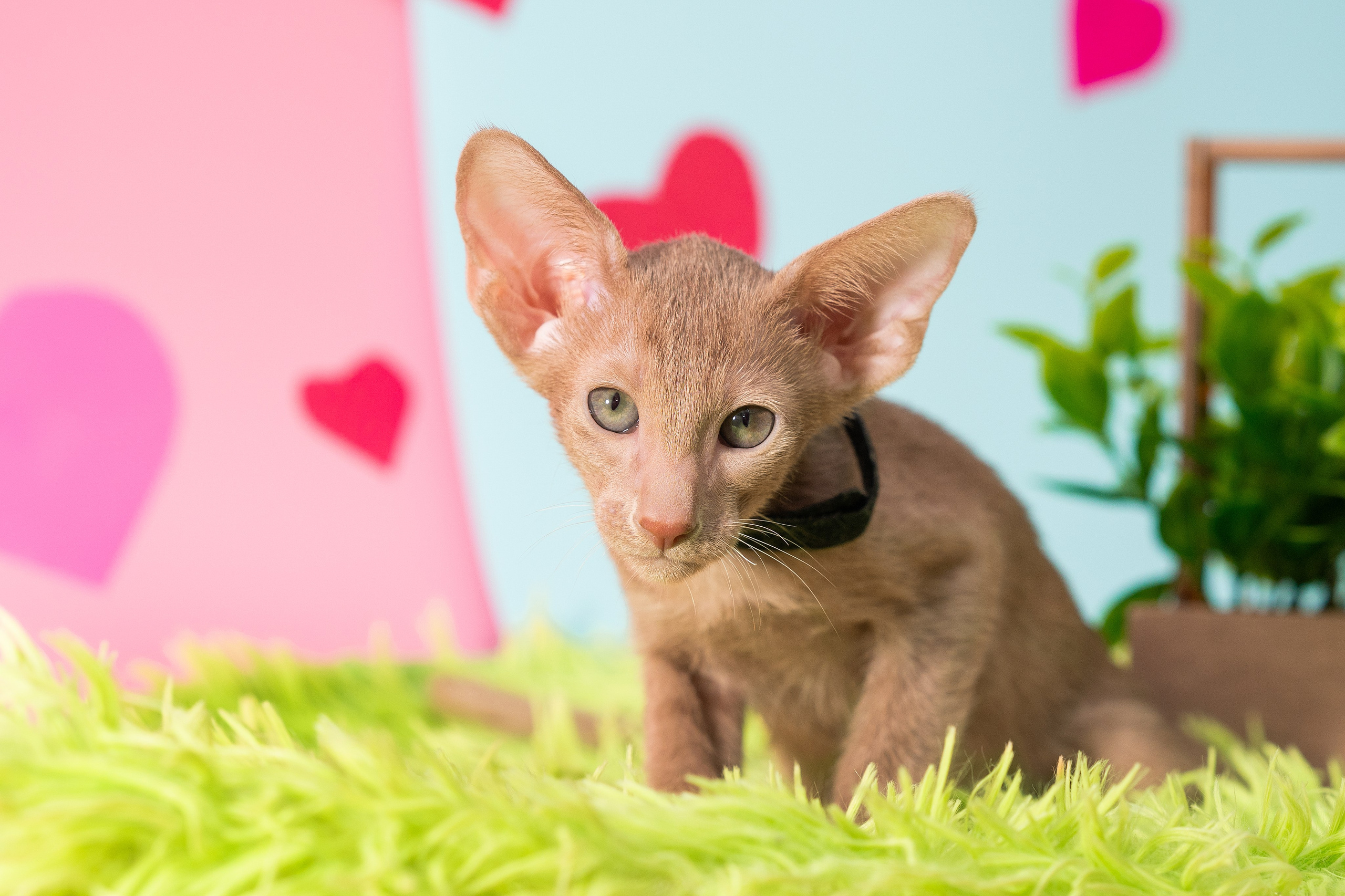 Заводчик Юлия Панова. Творческий фотограф Вологда