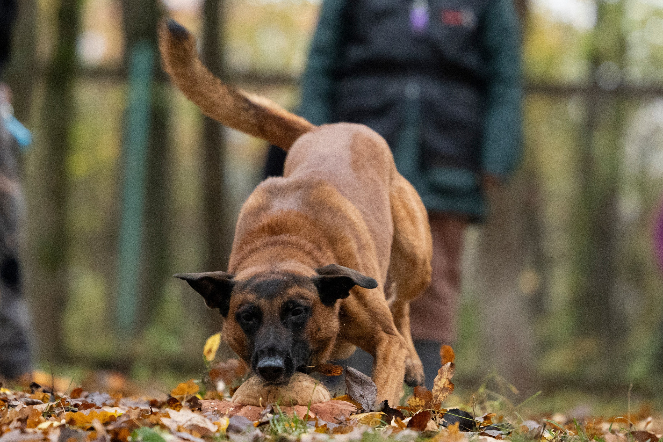 Соревнования по Мондьорингу г. Вологда. Фотограф-анималист Анна Маринич