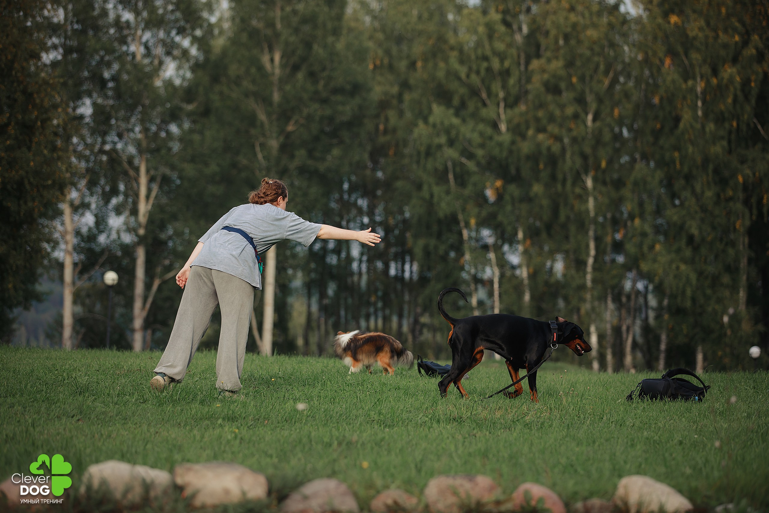 Кинологический лагерь CleverDog, 2024. Фотограф-анималист Mary Mart — Москва, Питер