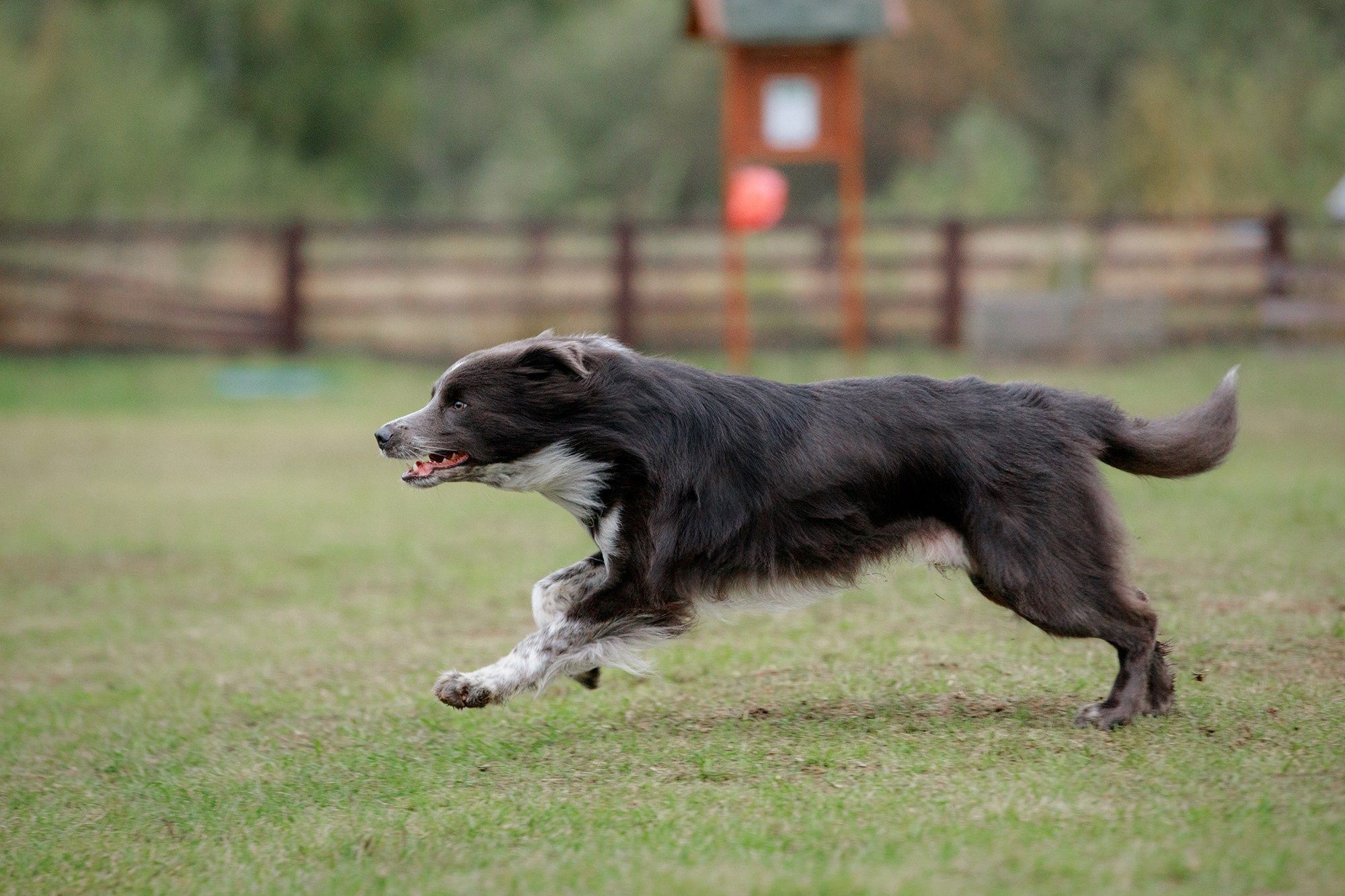 Лагерь по ОБД с Инной Баженовой. Фотограф-анималист Mary Mart — Москва, Питер