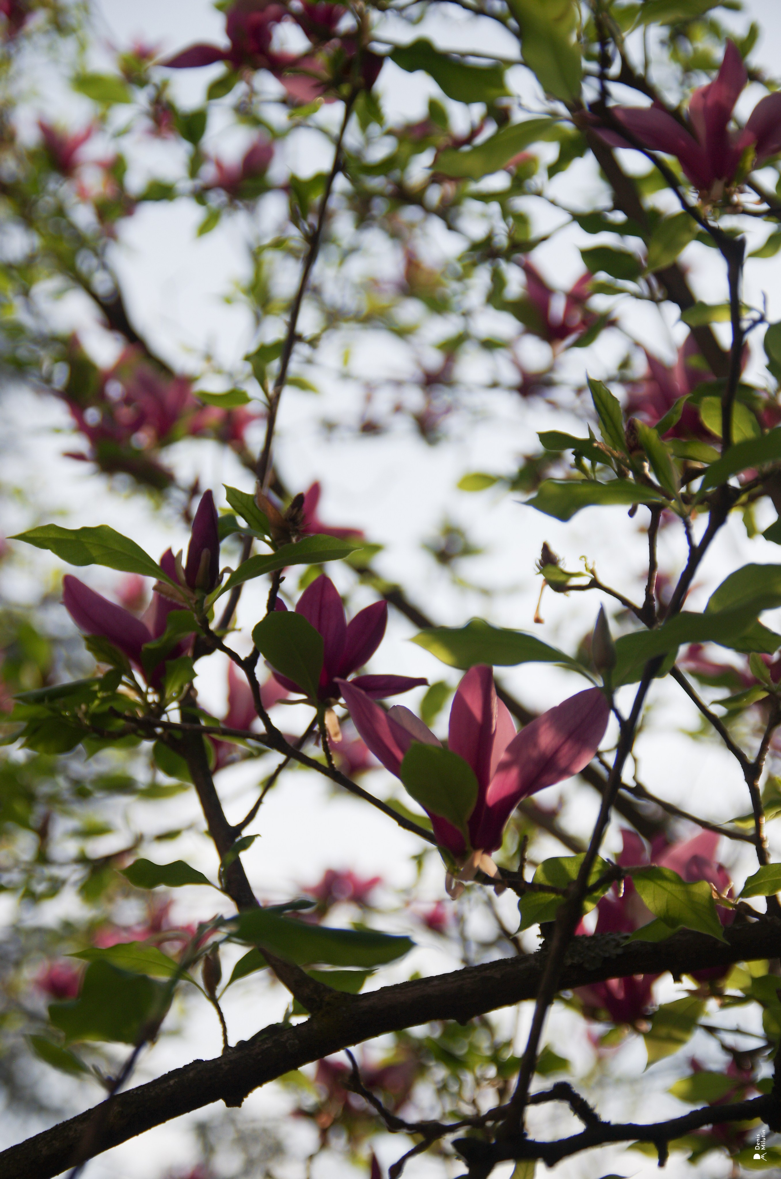 Элен в Кутаиси. Портретный фотограф Денис Милютин