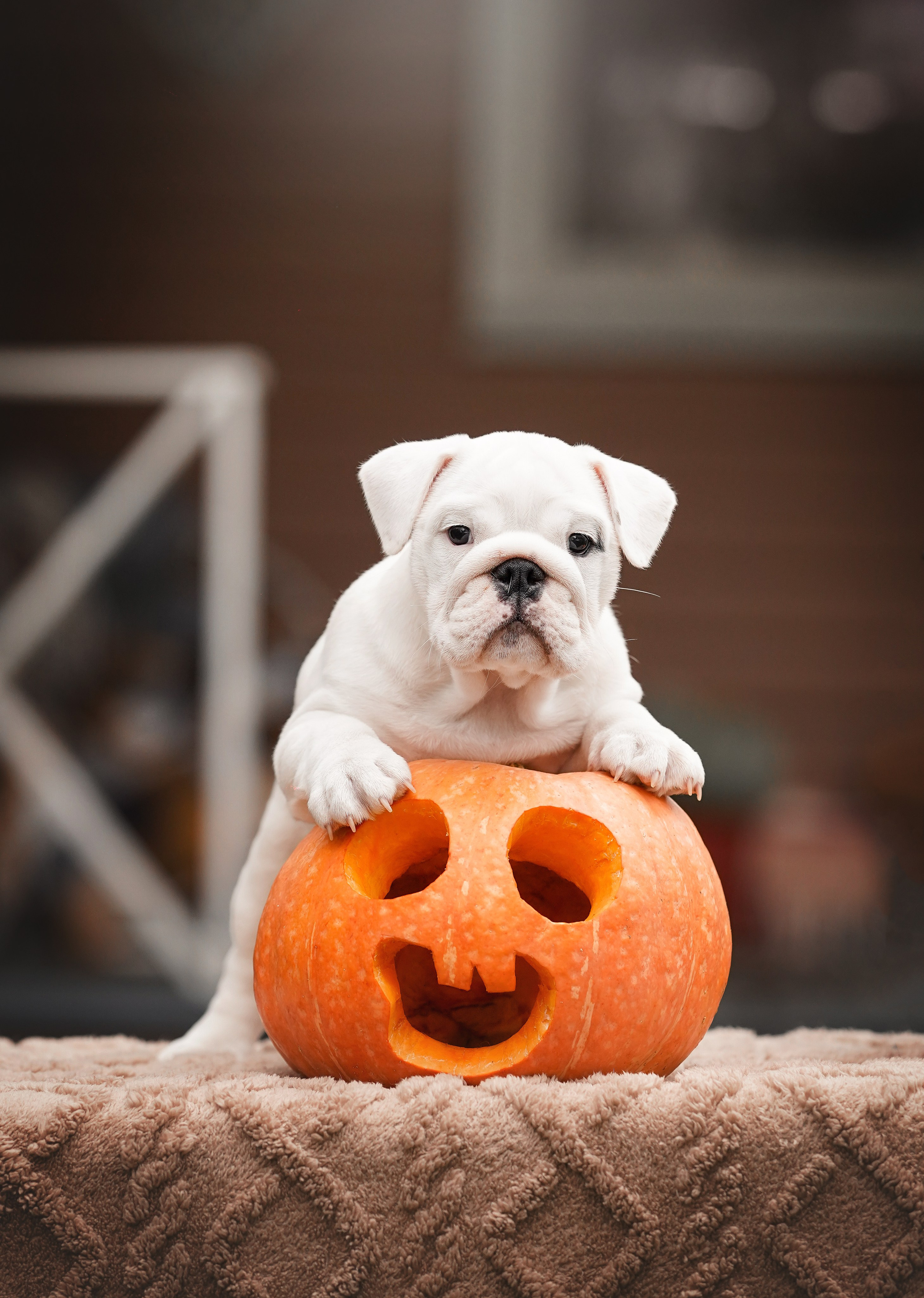 Щенки бульдога. Фотограф-анималист в Санкт-Петербурге Яна Мартынова