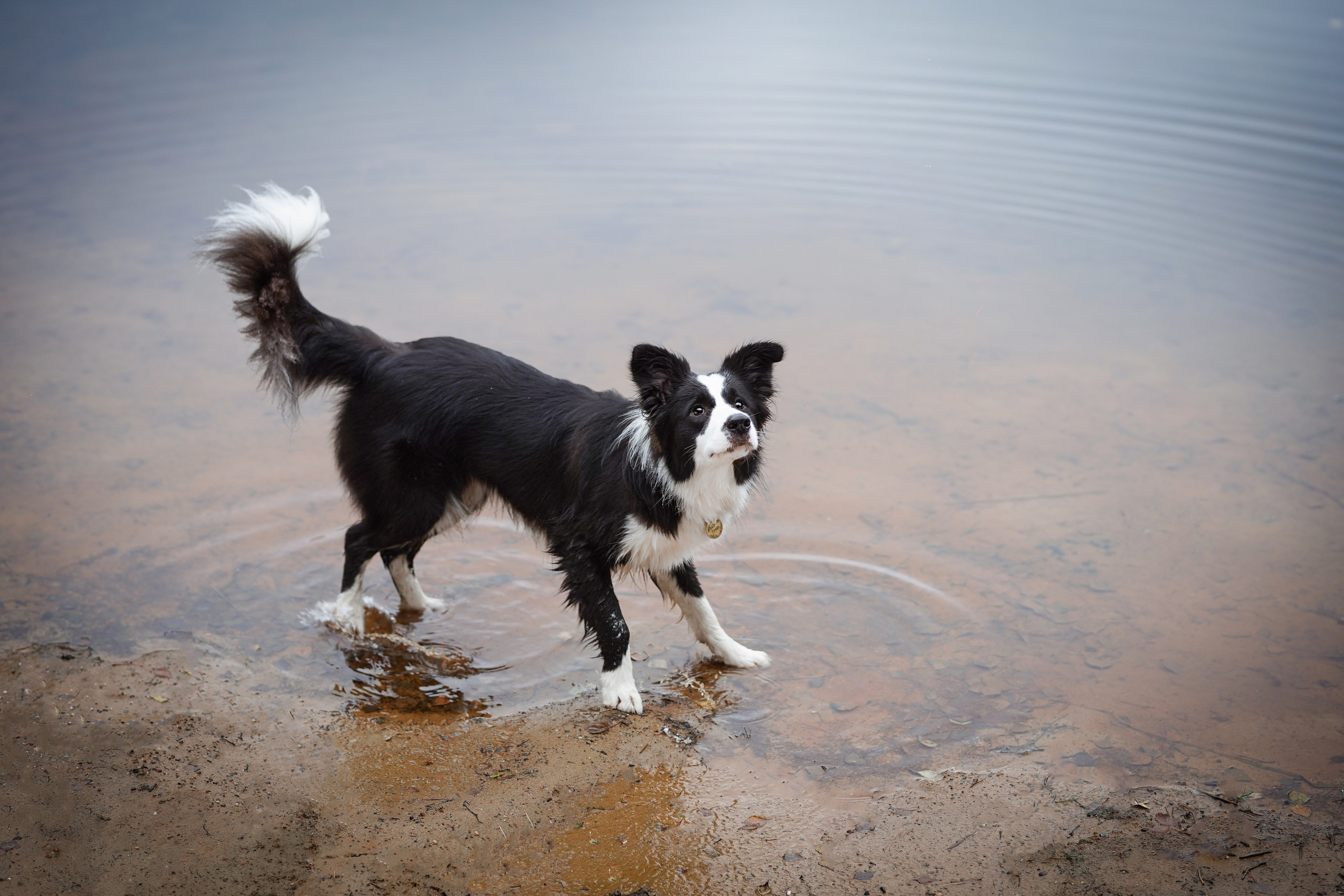 Юлия и Груша. Фотограф-анималист в Санкт-Петербурге Яна Мартынова