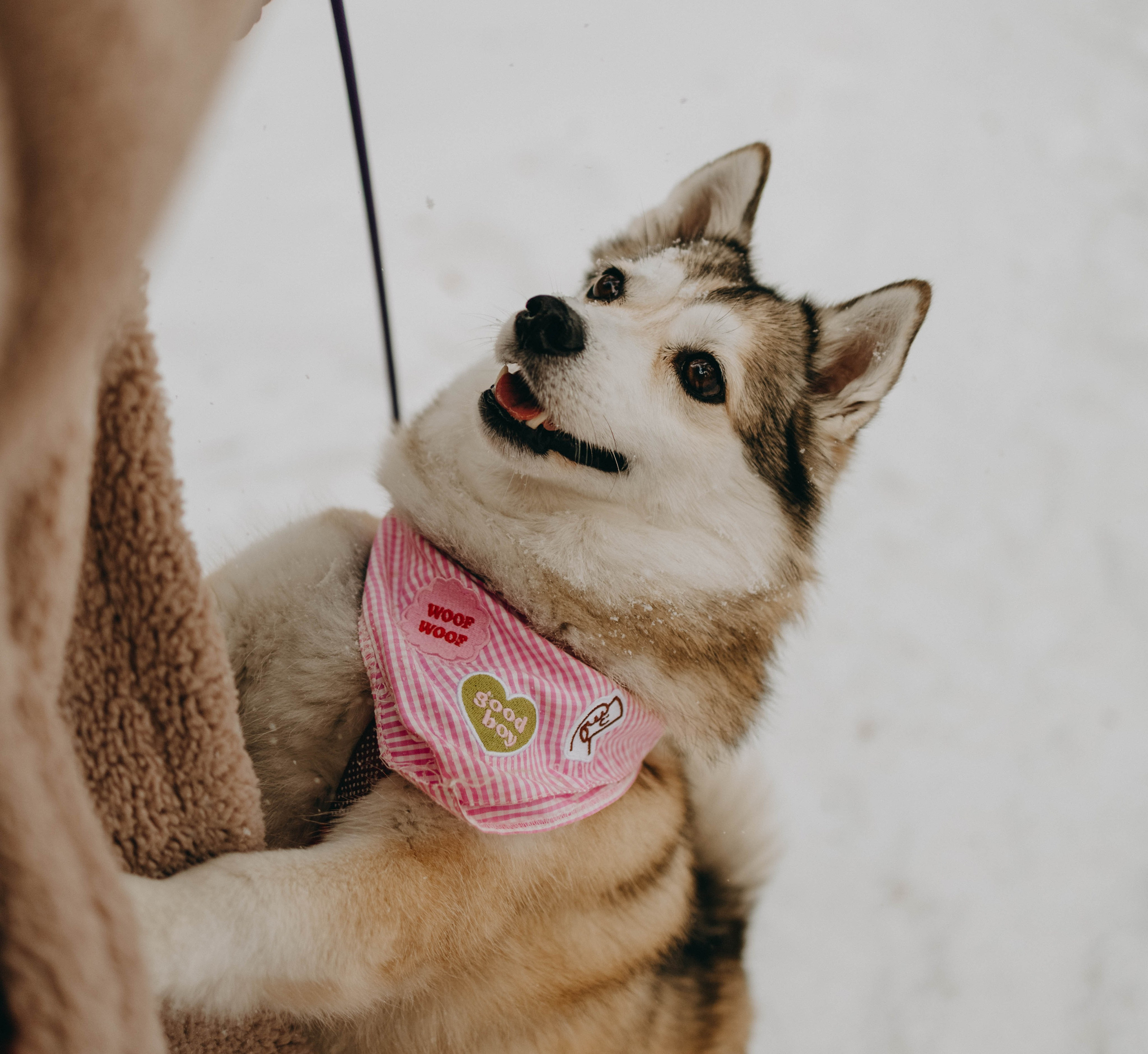 Варвара и Шелби. Фотограф-анималист в Екатеринбурге | Кристина