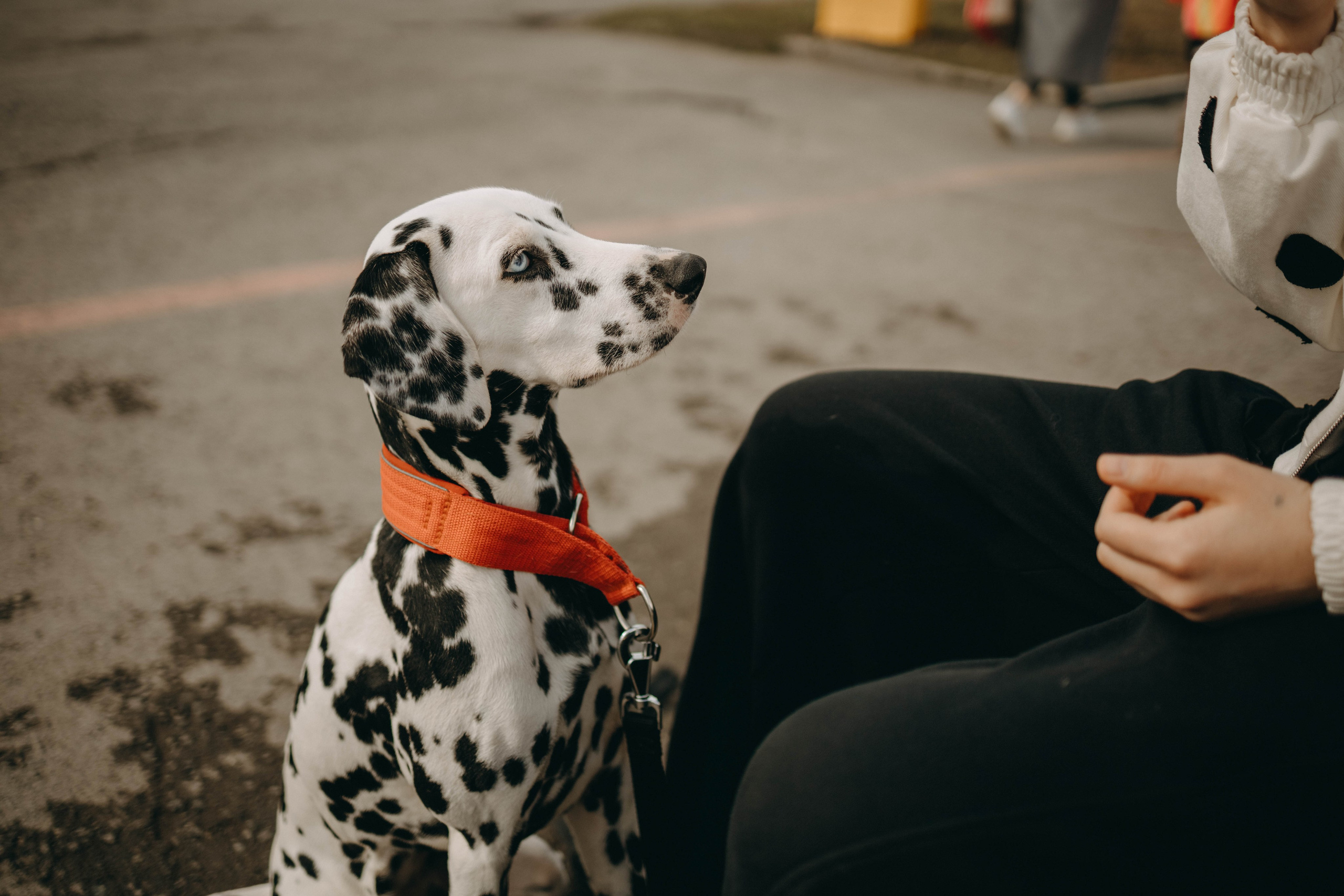Диана и Лекса. Фотограф-анималист в Екатеринбурге | Кристина