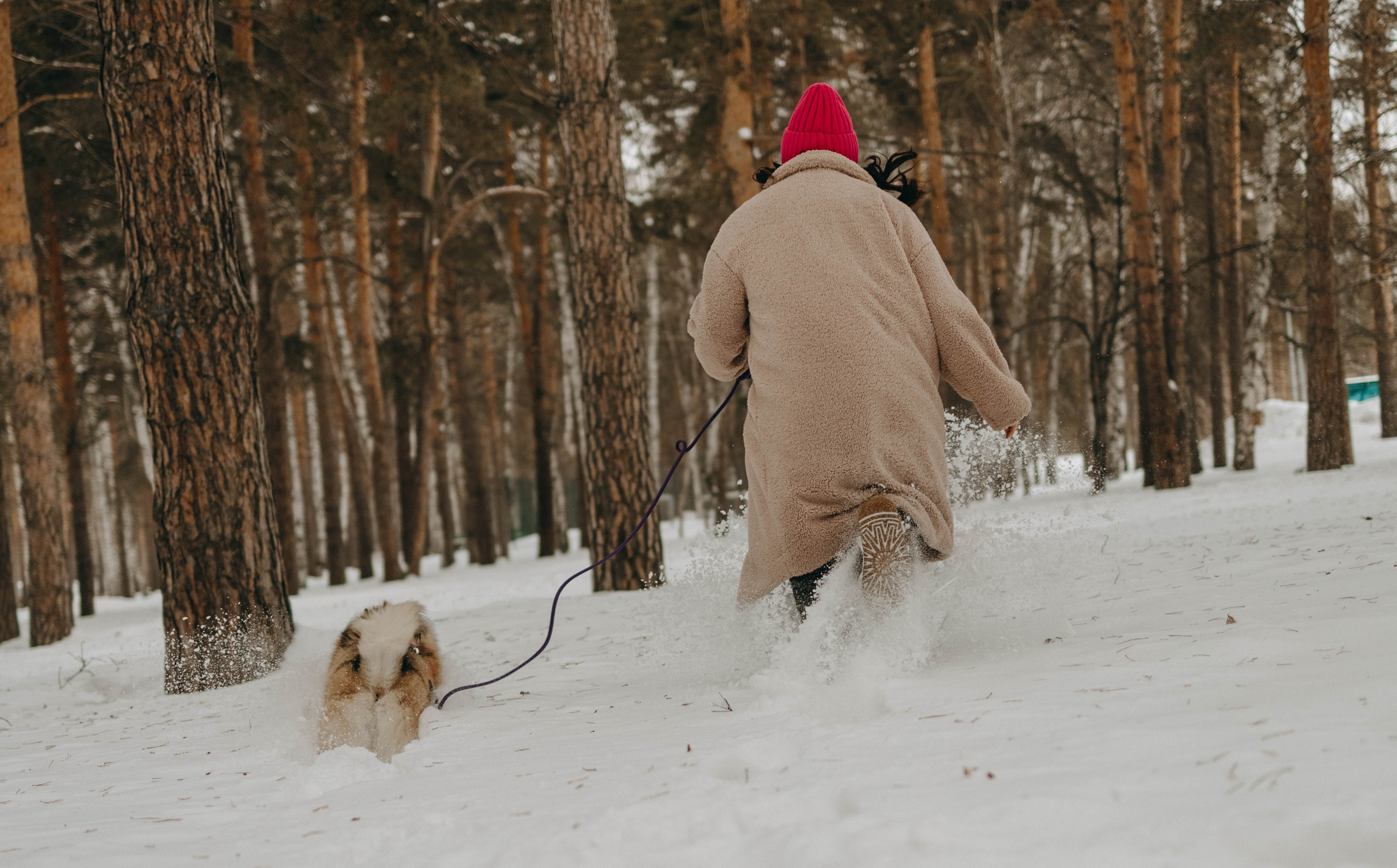 Варвара и Шелби. Фотограф-анималист в Екатеринбурге | Кристина