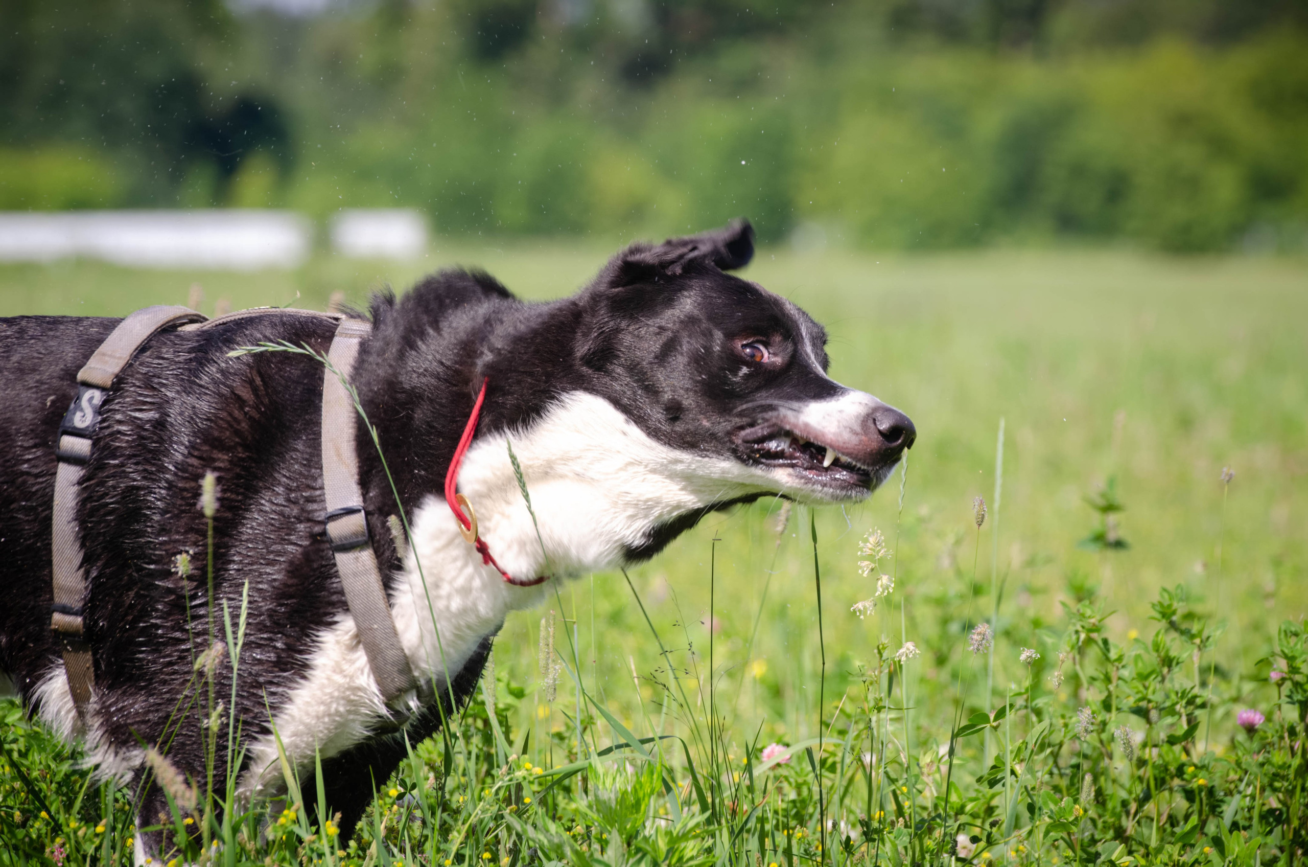 Прогулка (Лохин остров). Фотограф Светлана Блинова, Москва и Московская область