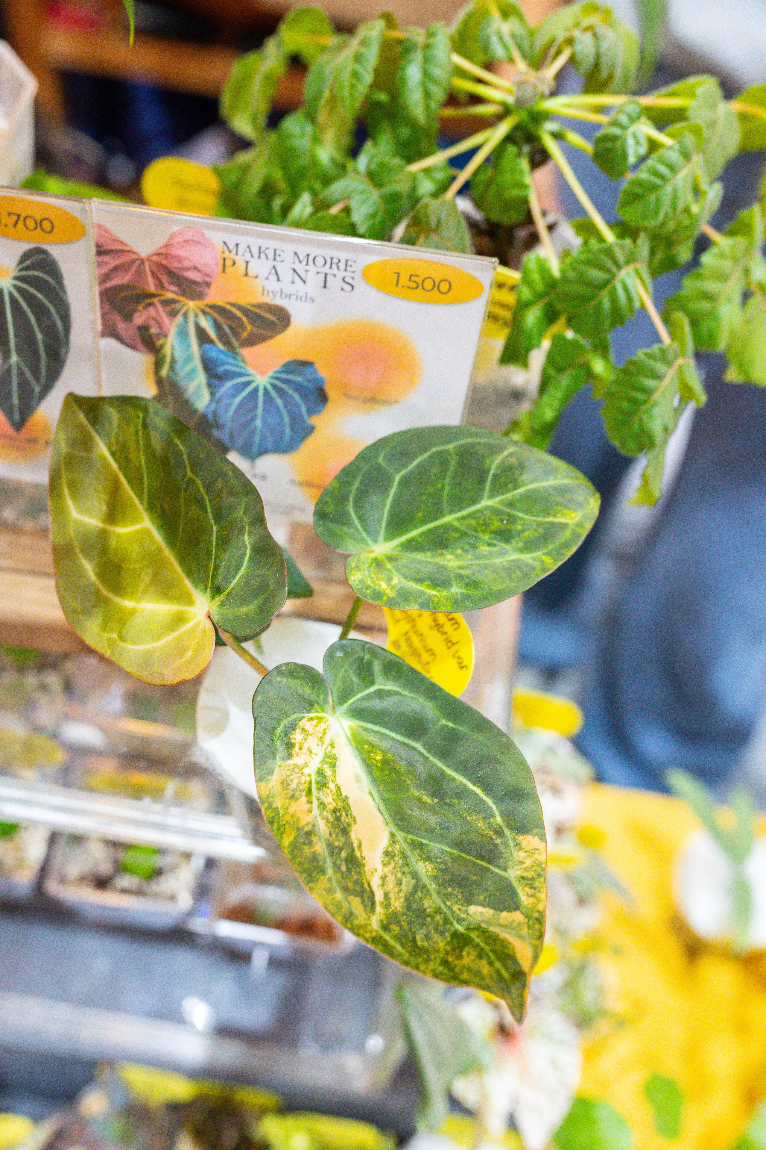 Монстериум 11–12 октября. Александра Куликова фотограф, Москва