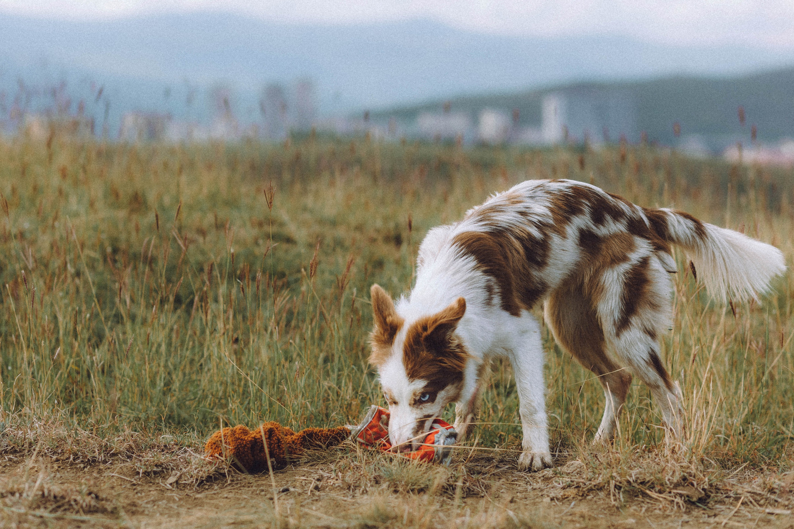 Оля, Саша и Айко