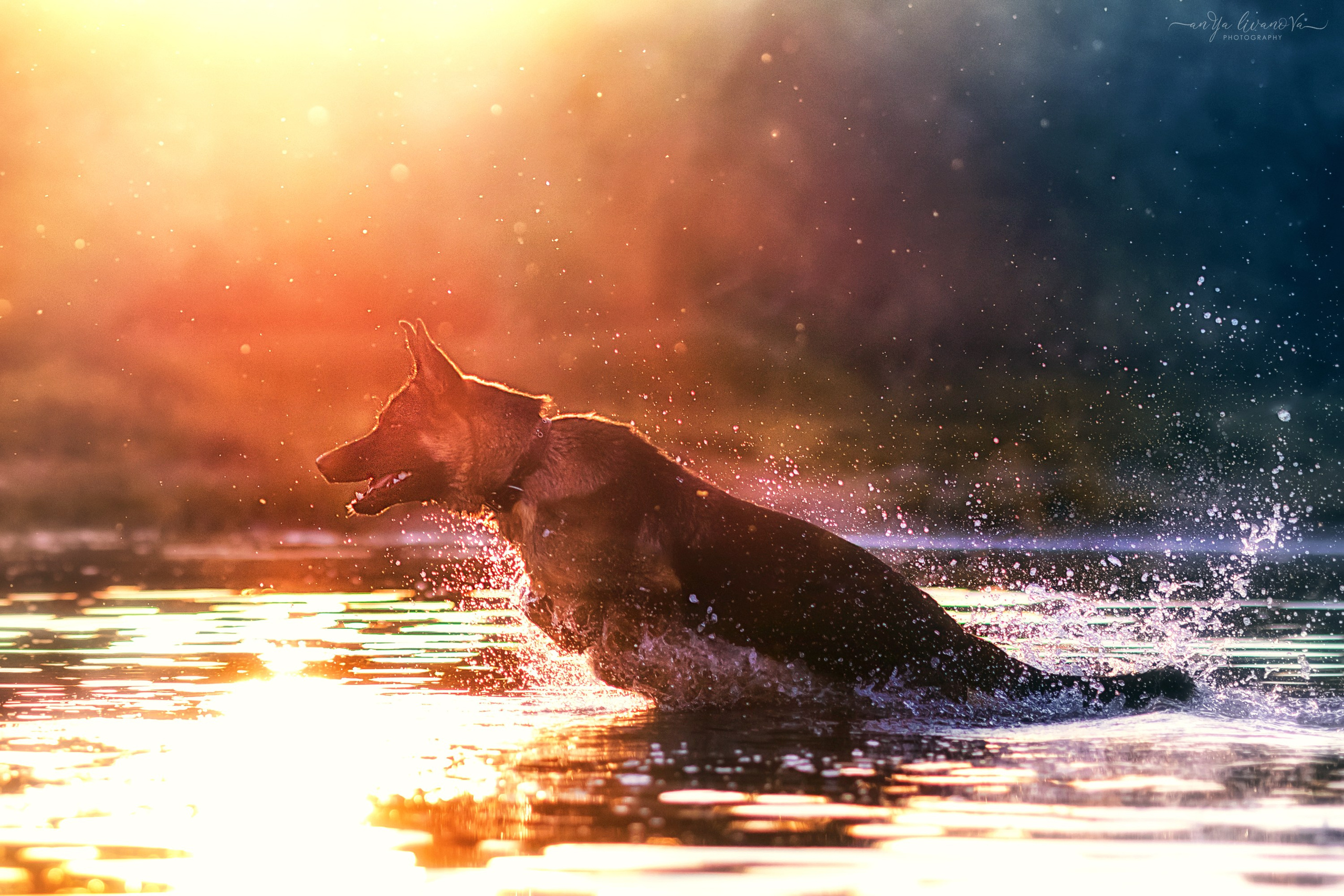 Прайд на море. Фотограф анималист Аня Ливанова | Рыбинск