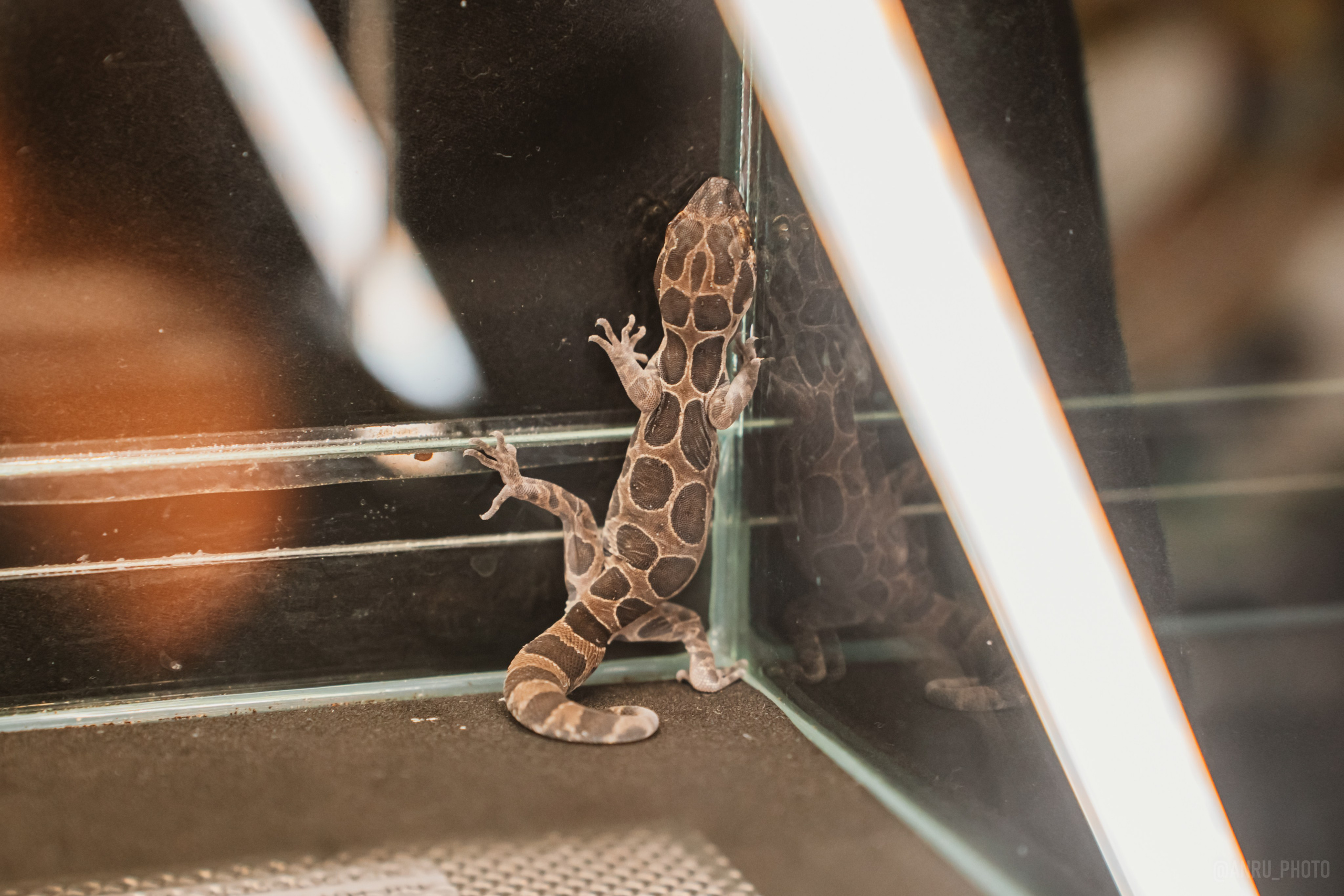 Рептилиум. Репортажный фотограф Анастасия Рубцова