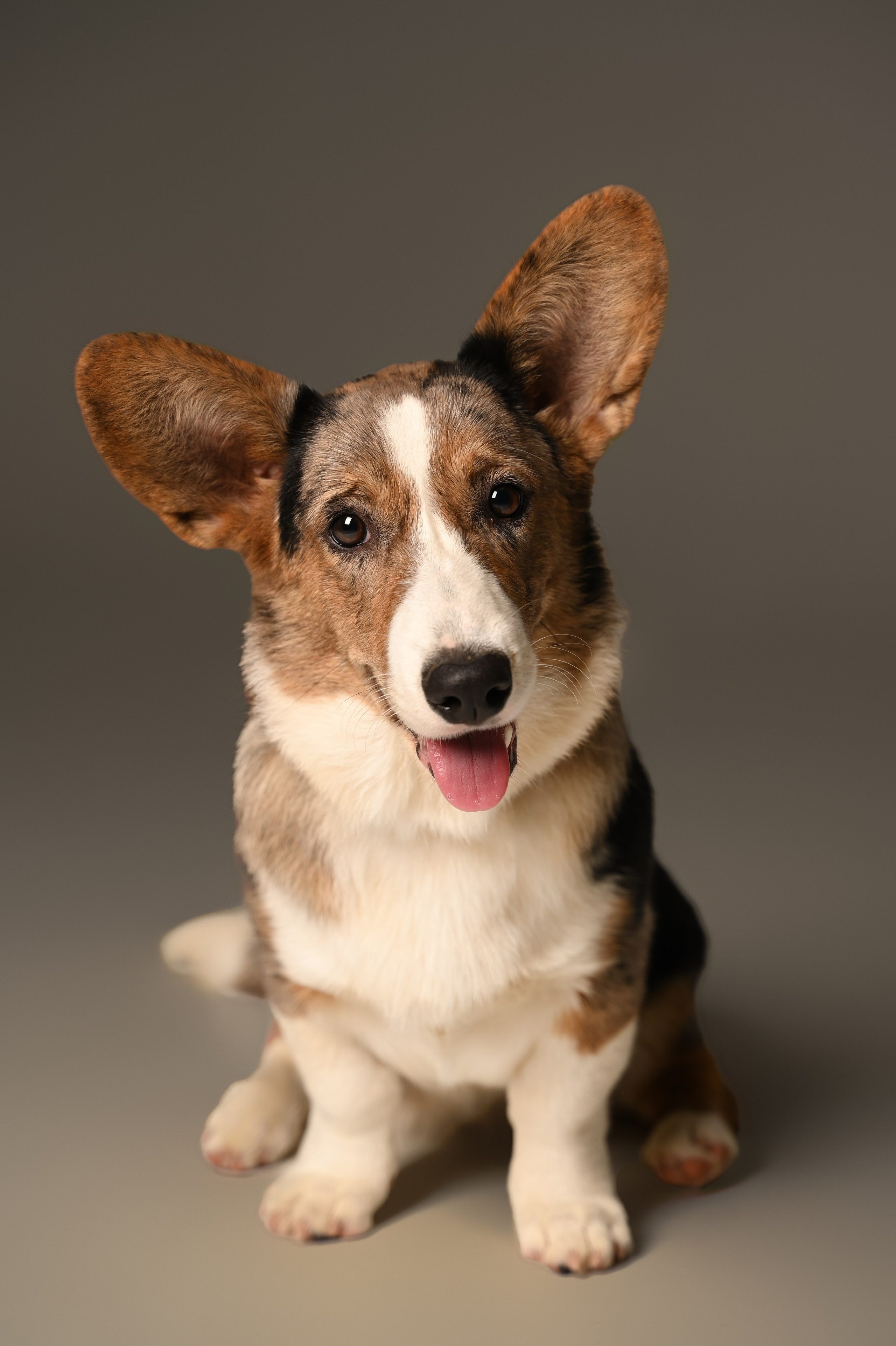 Корги. Фотограф Темрюк Анастасия Фёдорова