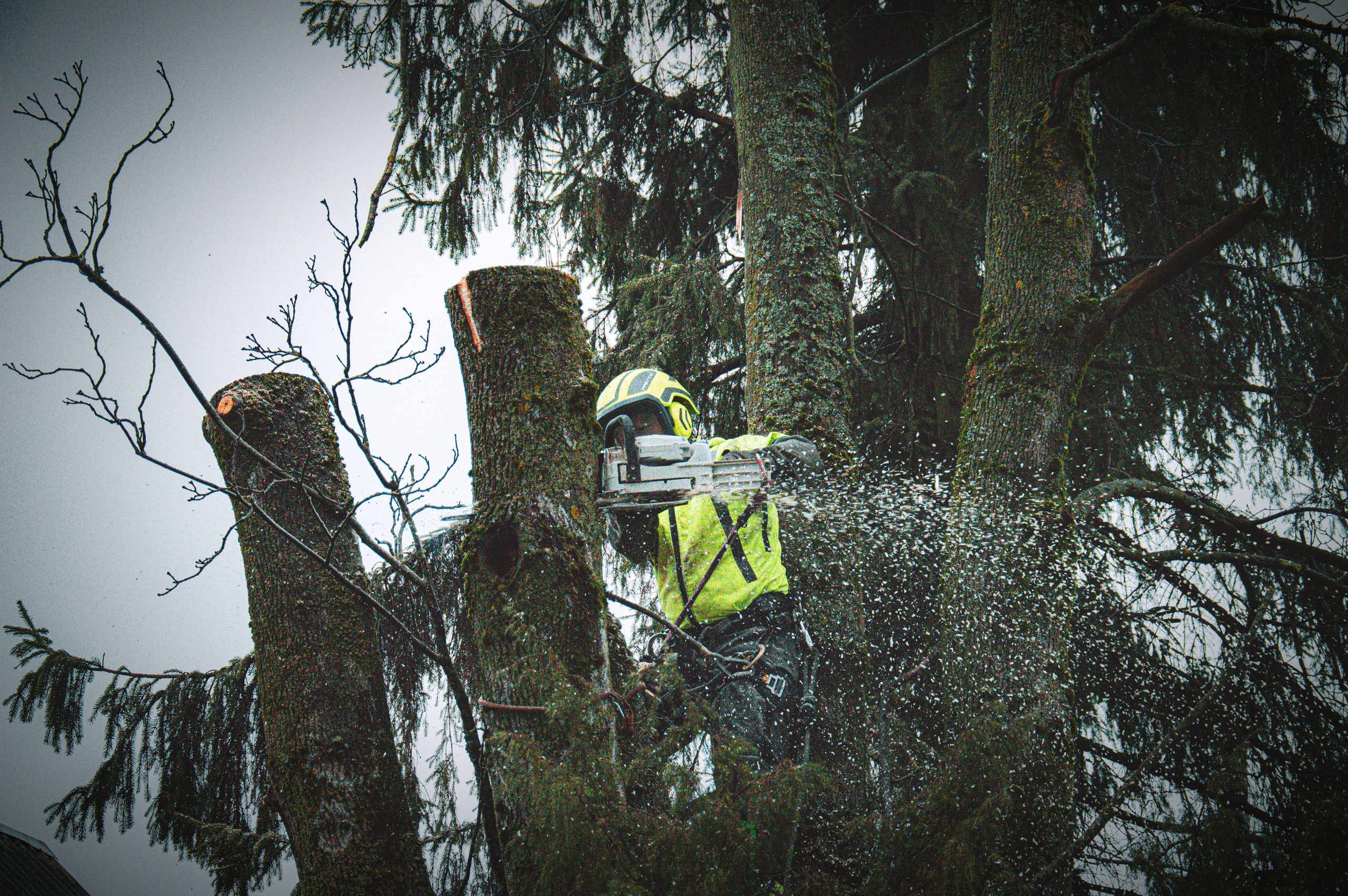 Спил деревьев. Аrbori Culturist