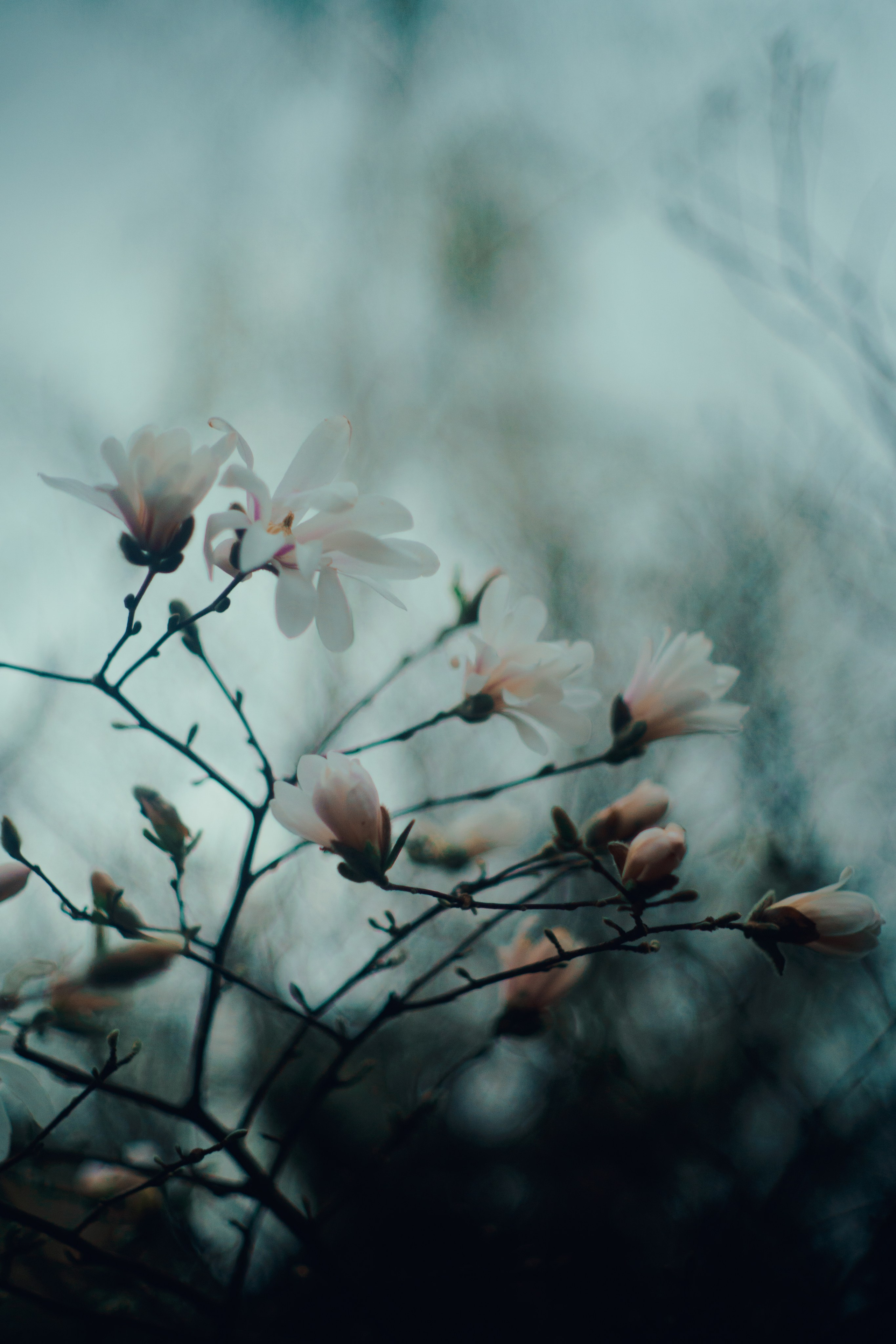 Botanical. Портретный и свадебный фотограф в Москве и Санкт-Петербурге. Учитель фотографии онлайн и оффлайн