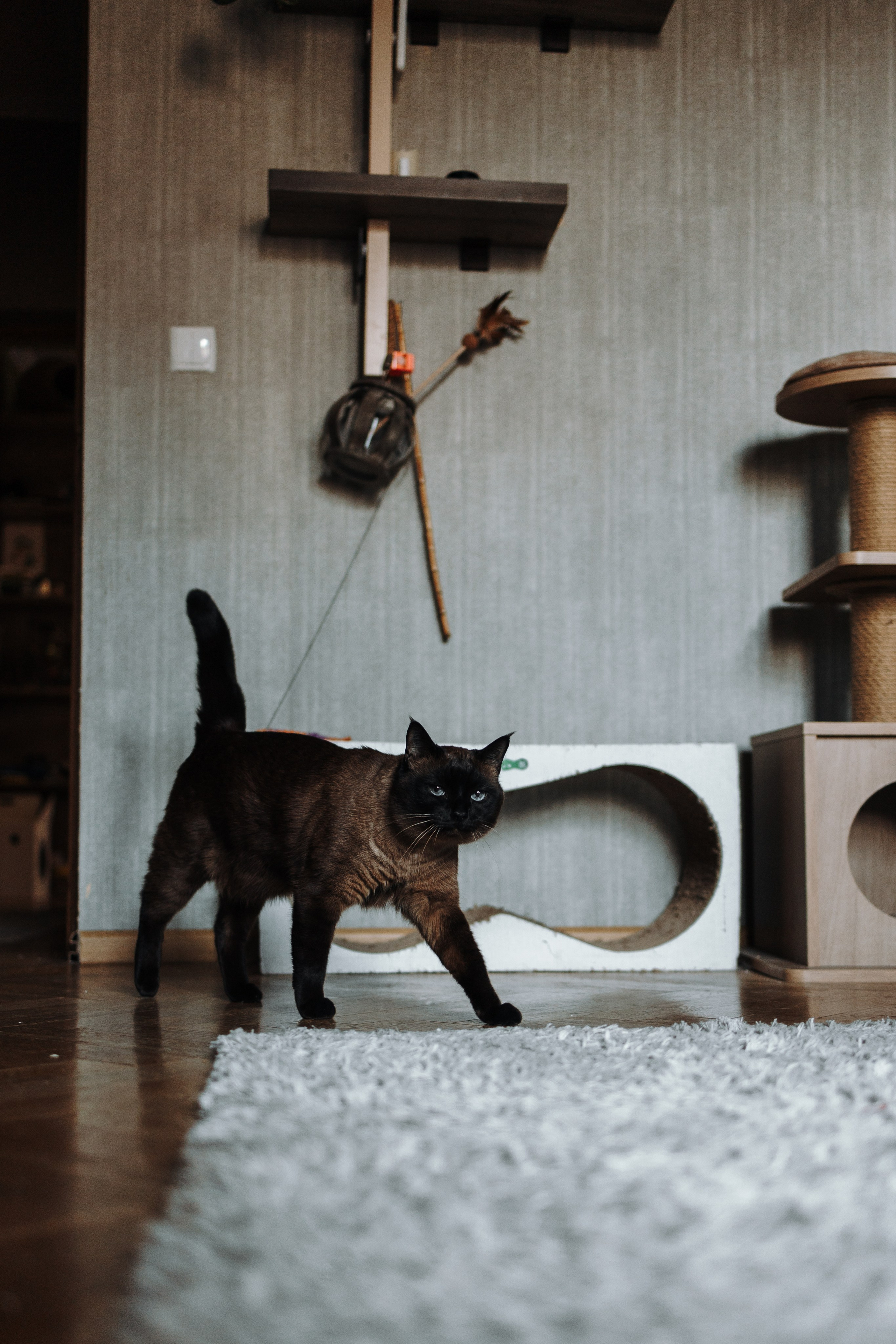 Саша и ее хвосты. Фотограф — Анималист | Санкт-Петербург