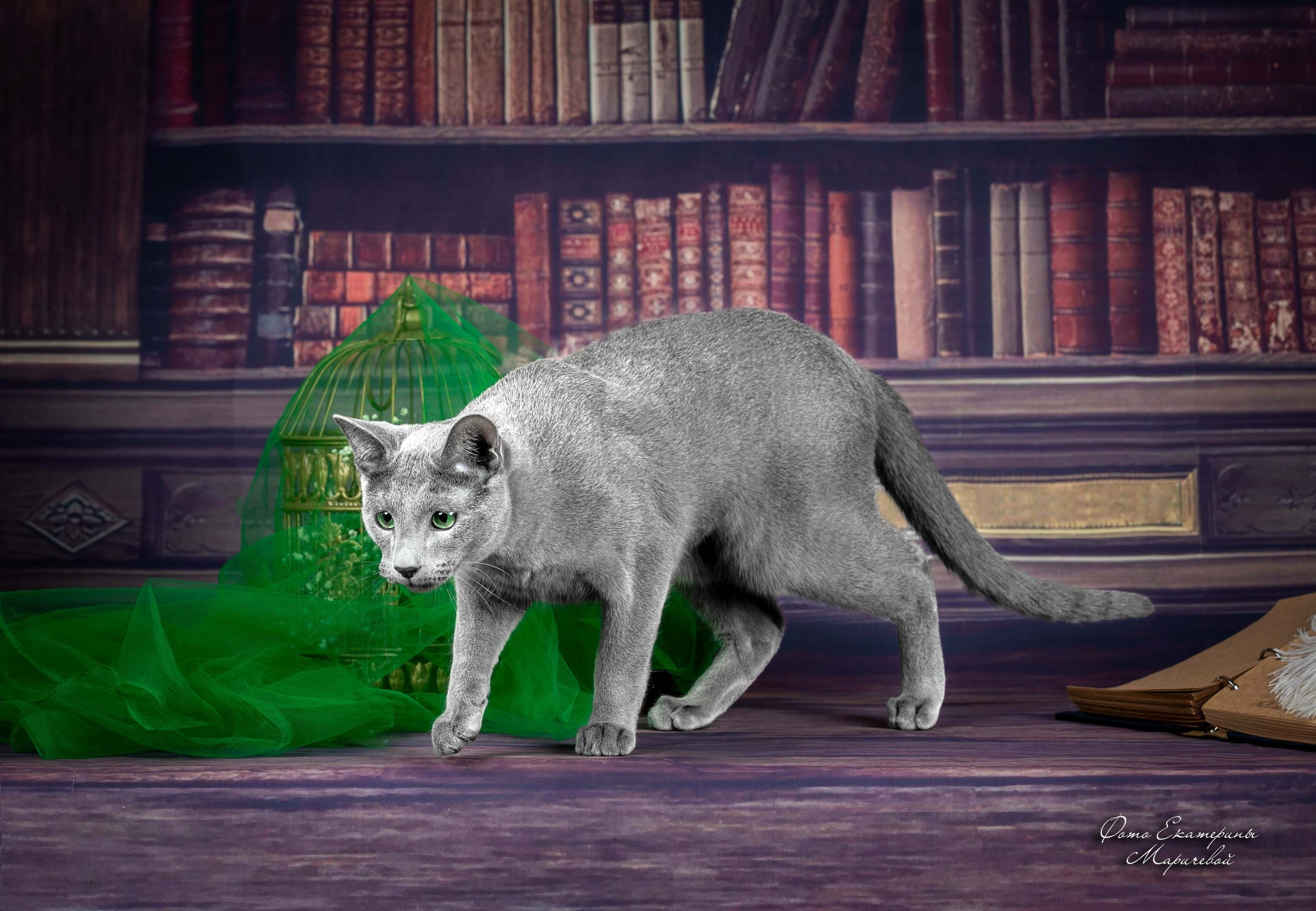 Стендовая съёмка на выставках кошек. Фотограф-анималист в Омске Екатерина Маричева