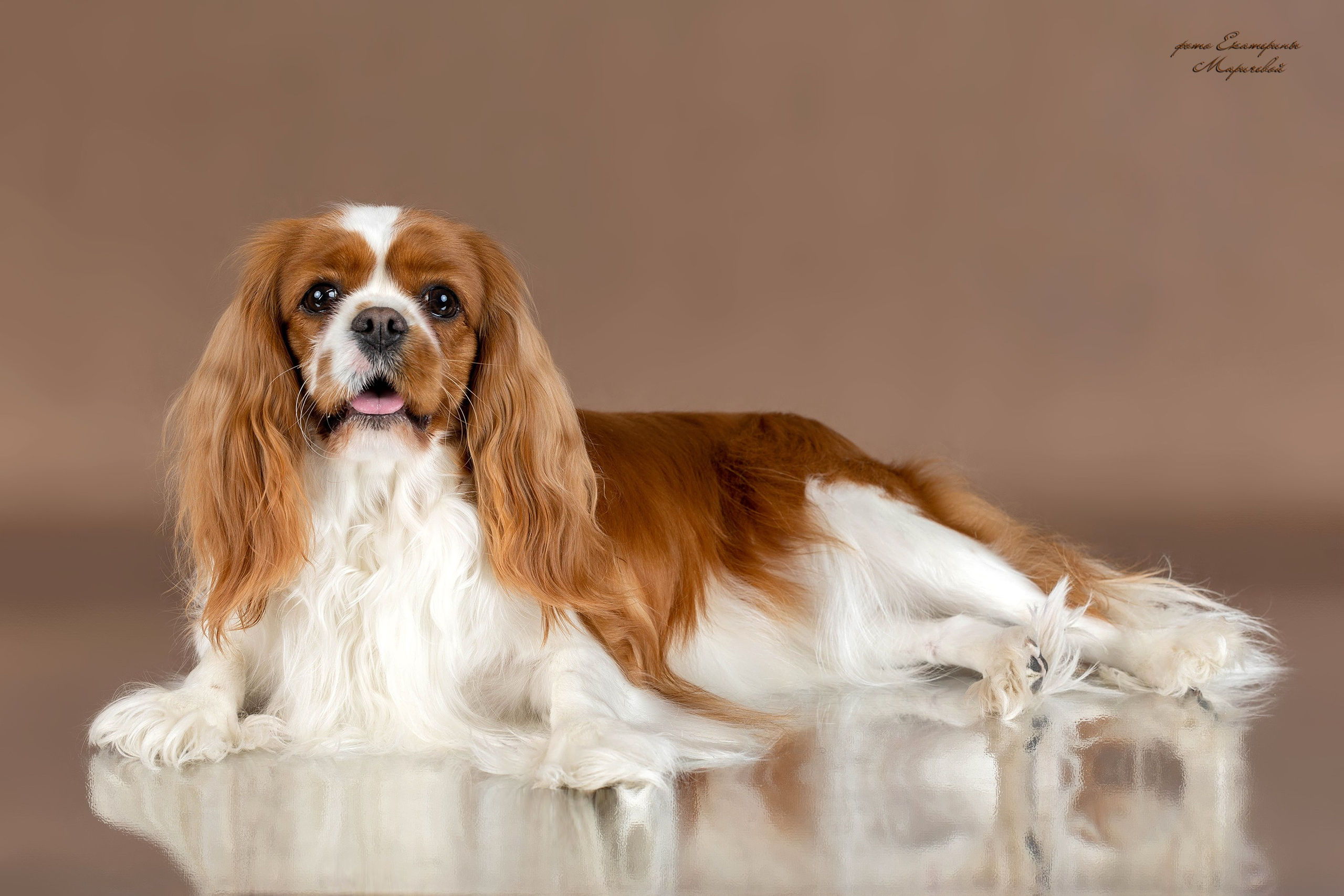 Стендовая съёмка на выставках собак. Фотограф-анималист в Омске Екатерина Маричева