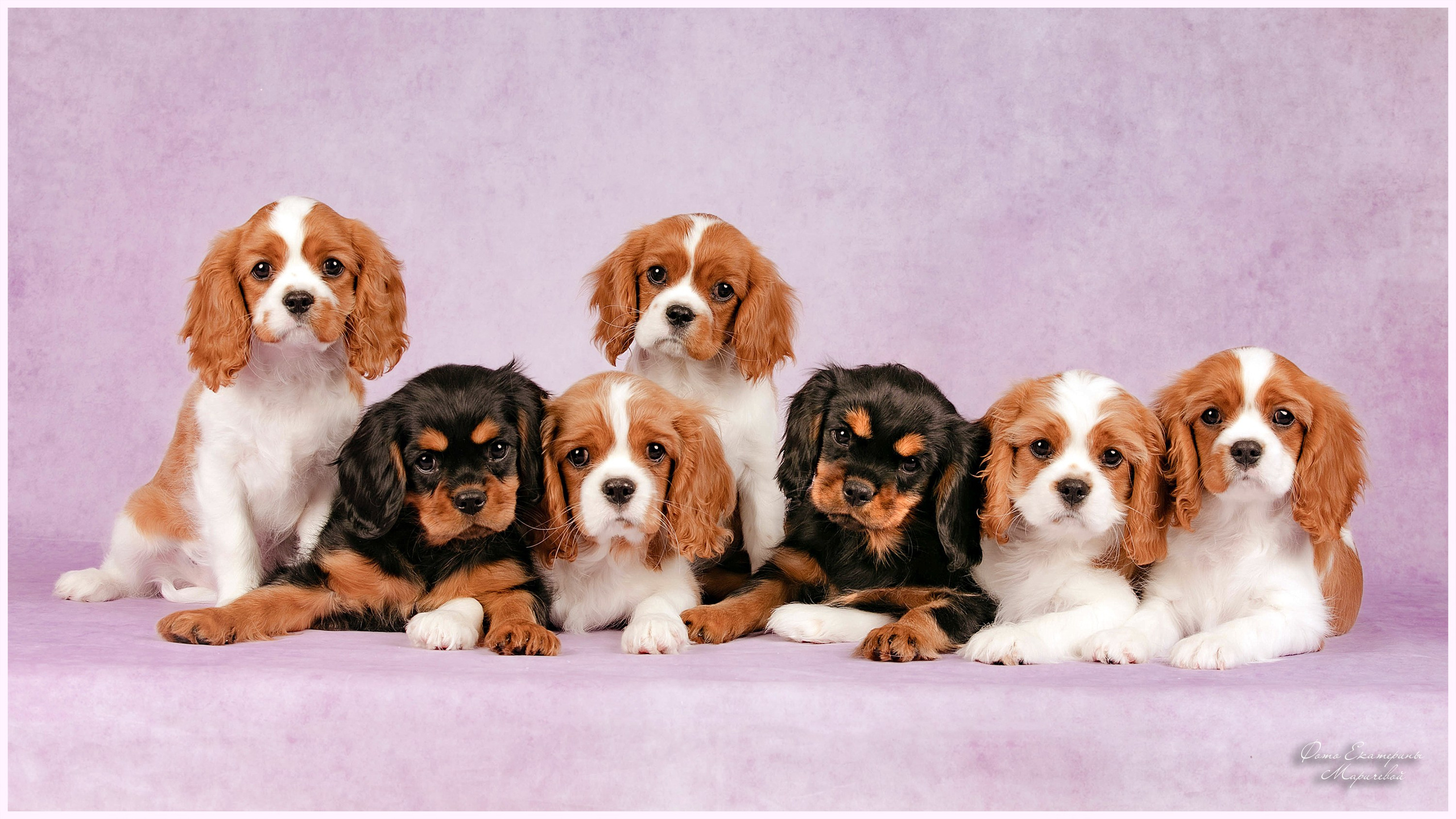 Галерея щенков. Фотограф-анималист в Омске Екатерина Маричева