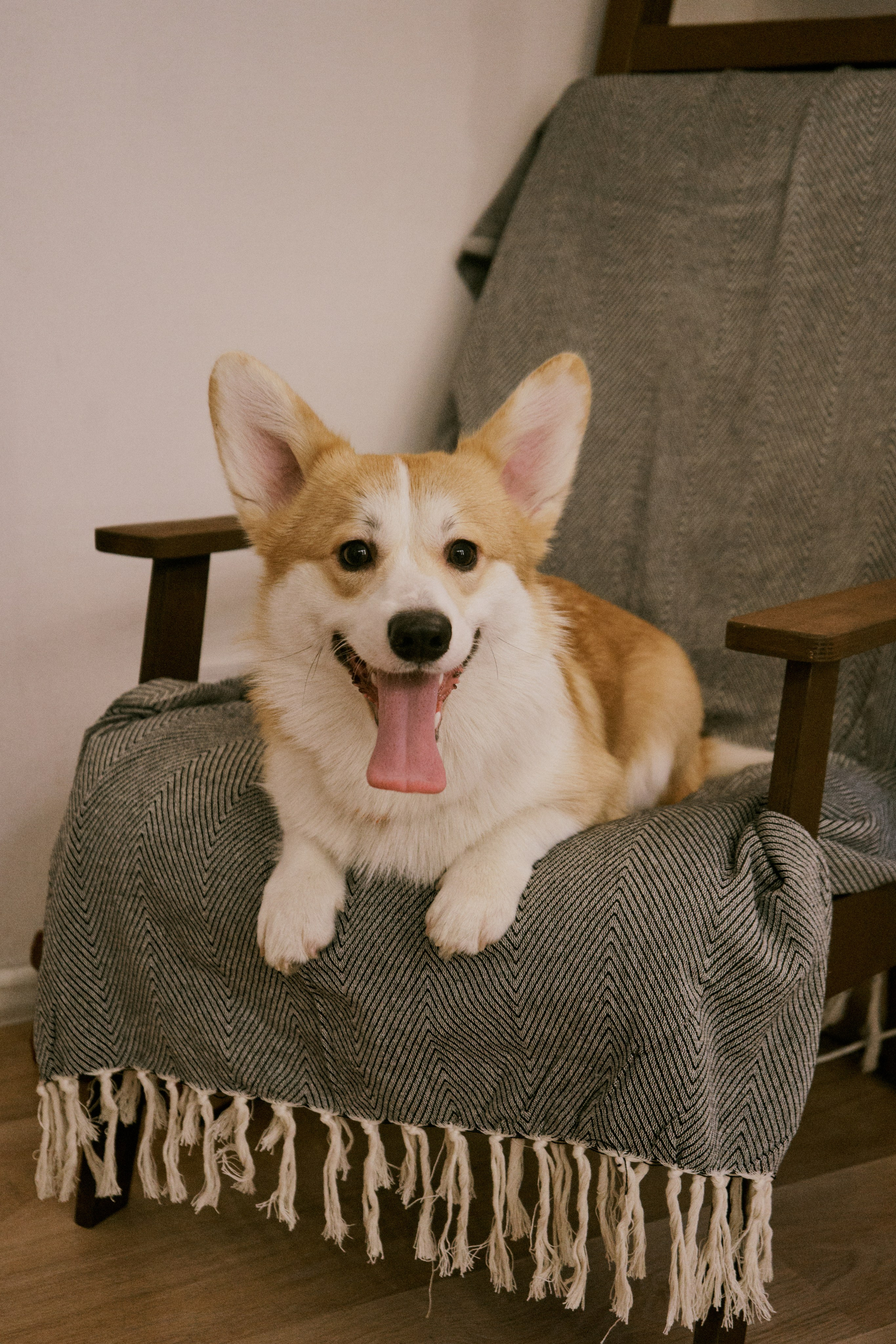 Хвостатый фотодень. Фотограф / Санкт-Петербург / Галина Никонова