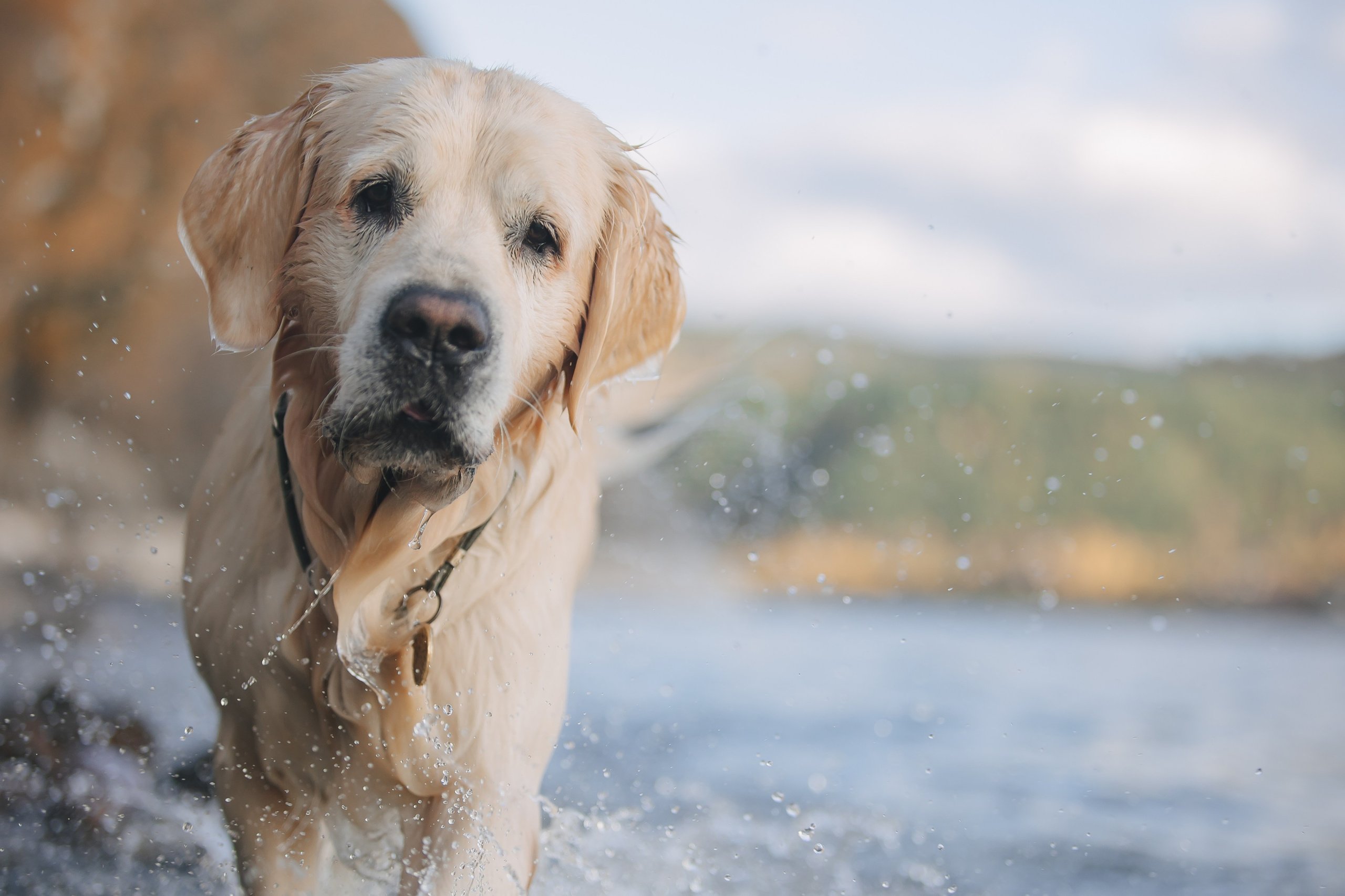 Снежик и Веста. Свадебный и женский фотограф