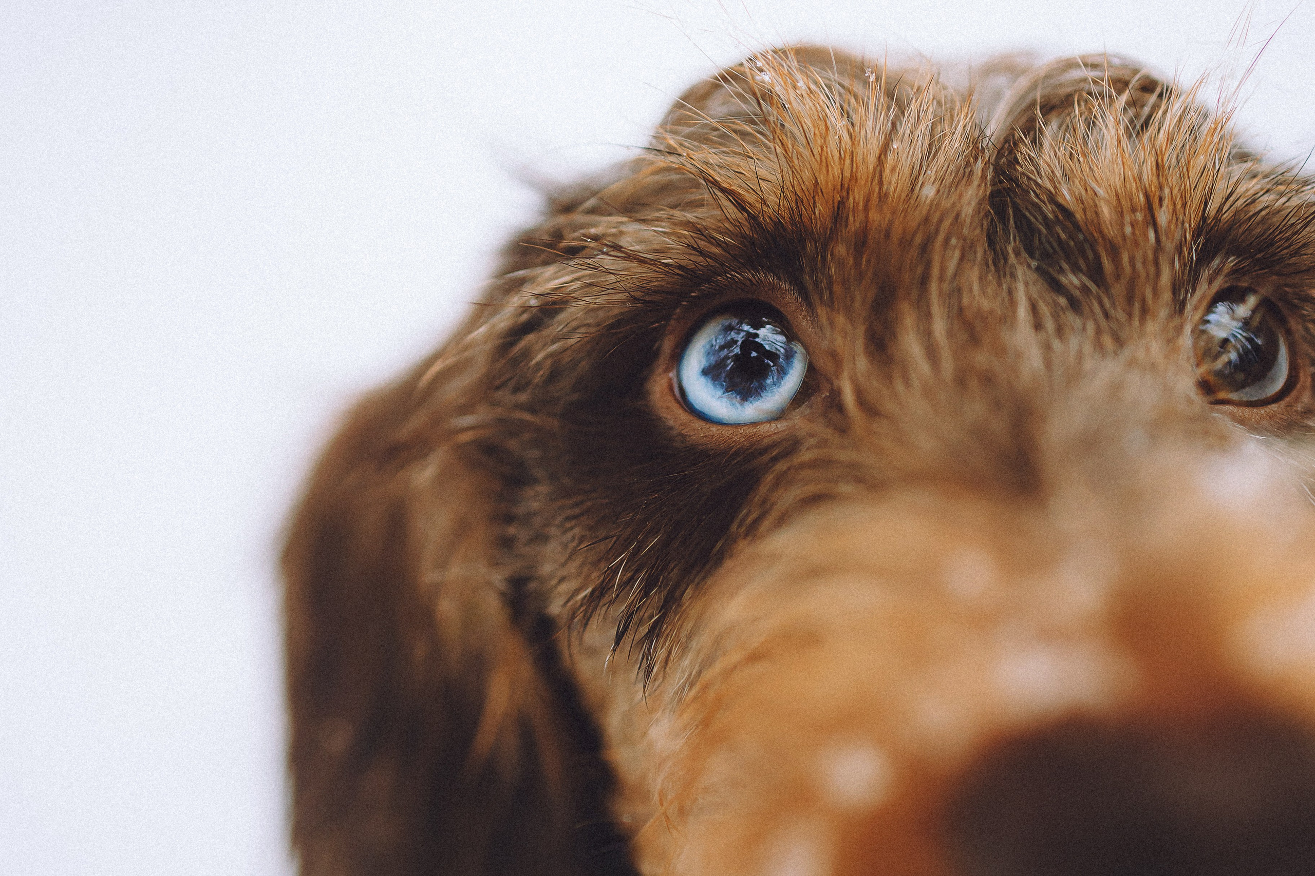 Каспер и его семья