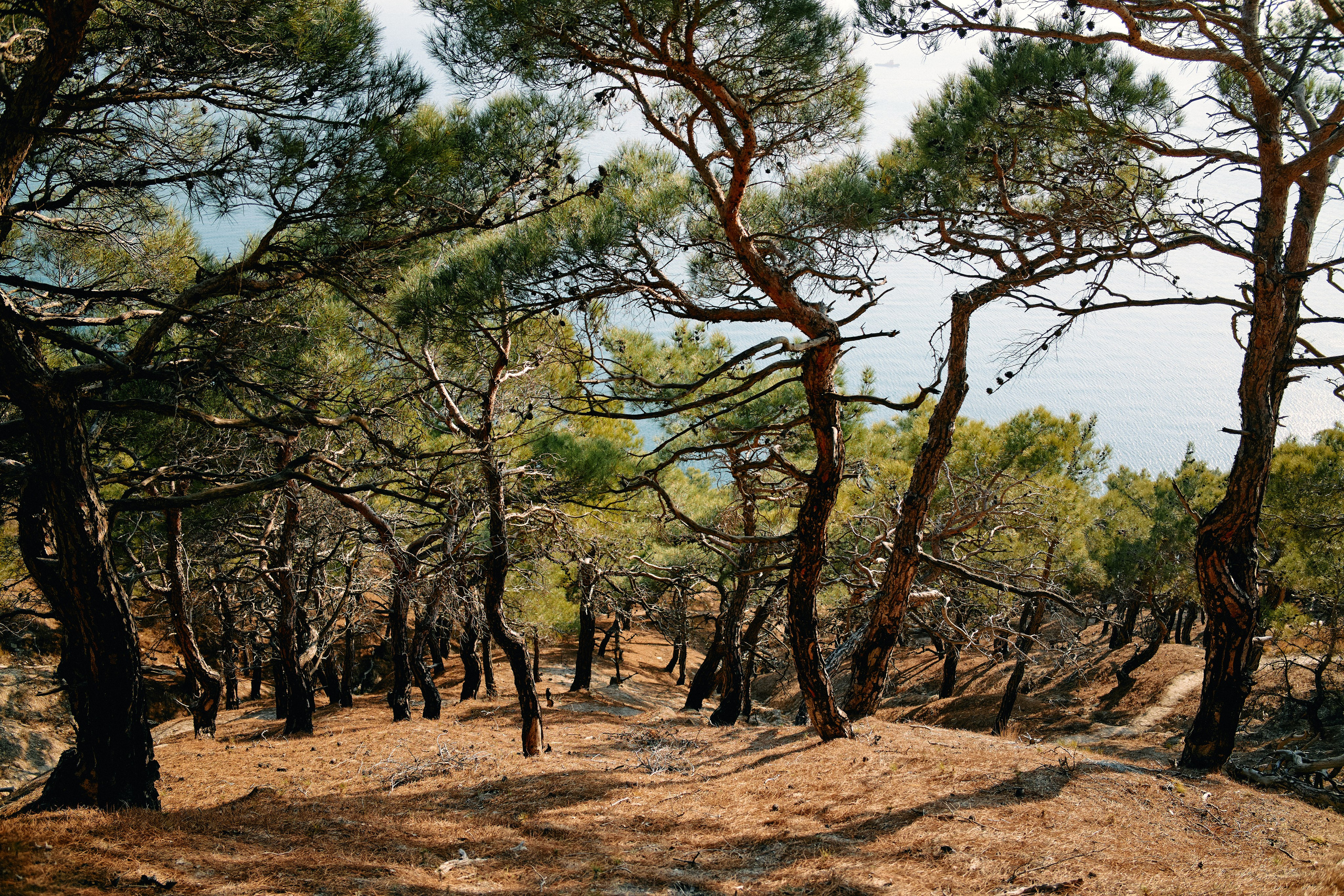 Юг России. Профессиональный Фотограф во Владимире, в Москве и в Суздале — Полина Романычева