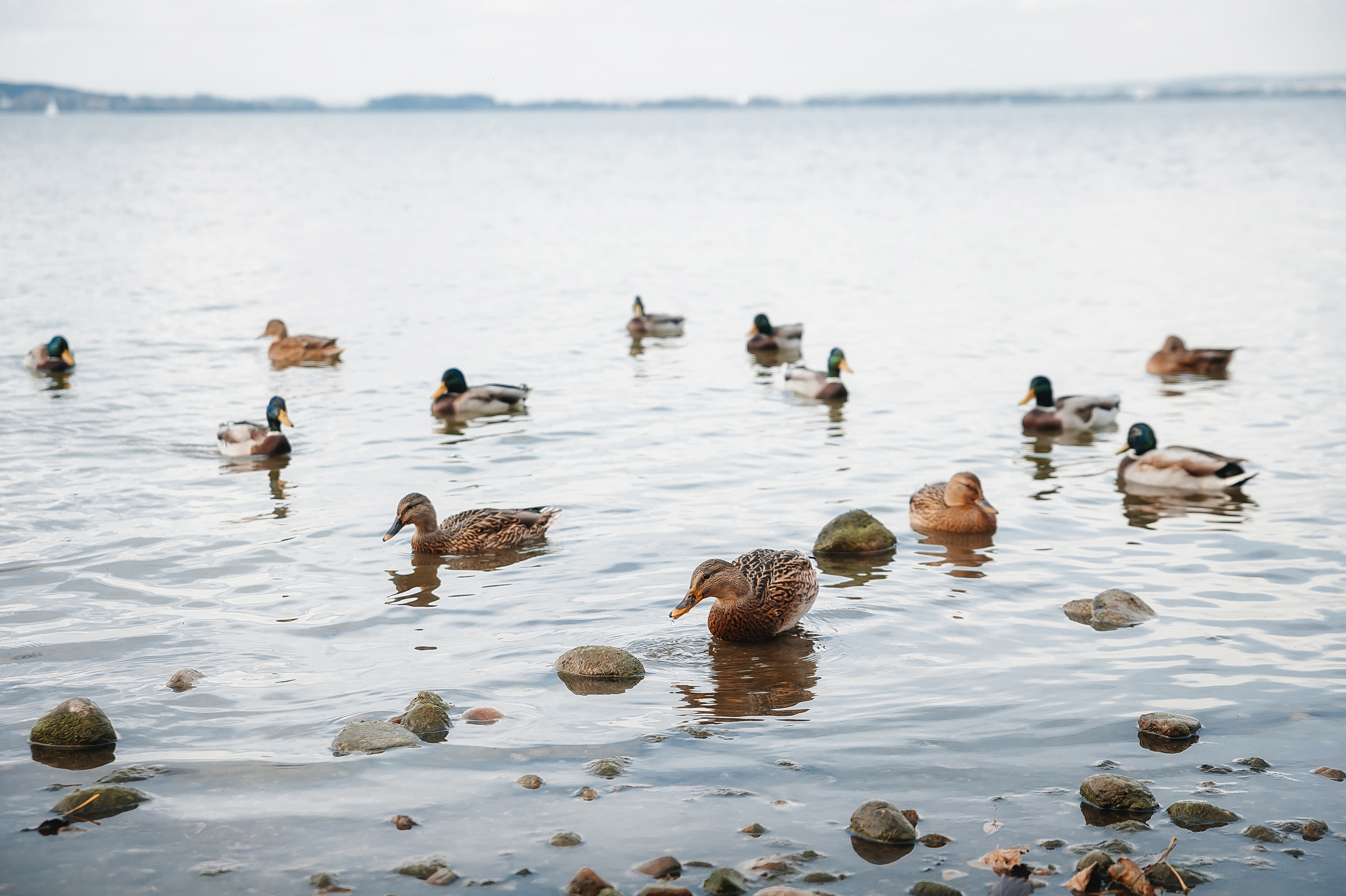 Прогулка по осеннему Минскому морю. Свадебный и портретный фотограф в Минске Наташа Каракулова