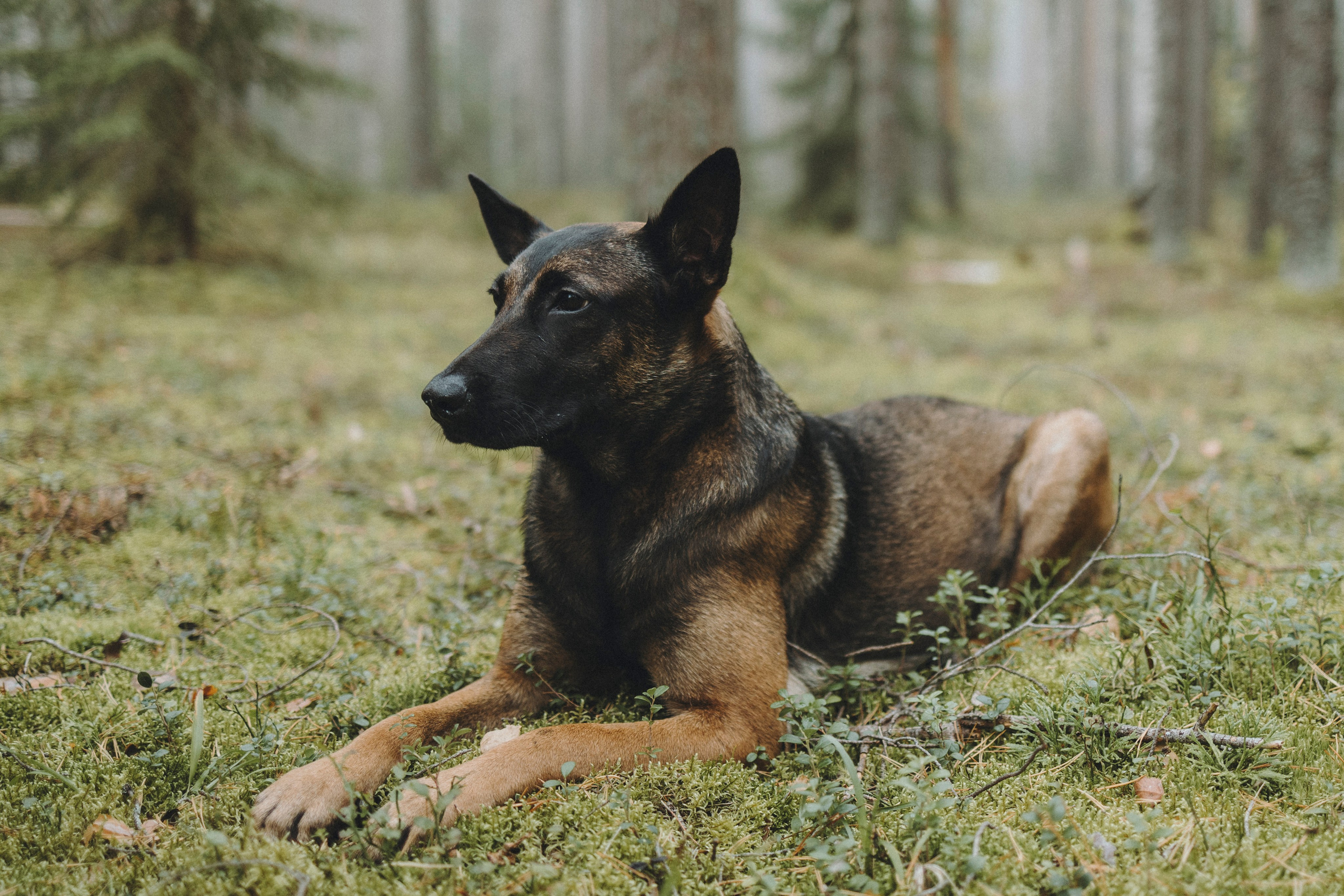 Рики и Цедра. Фотограф-анималист Анна Маринич