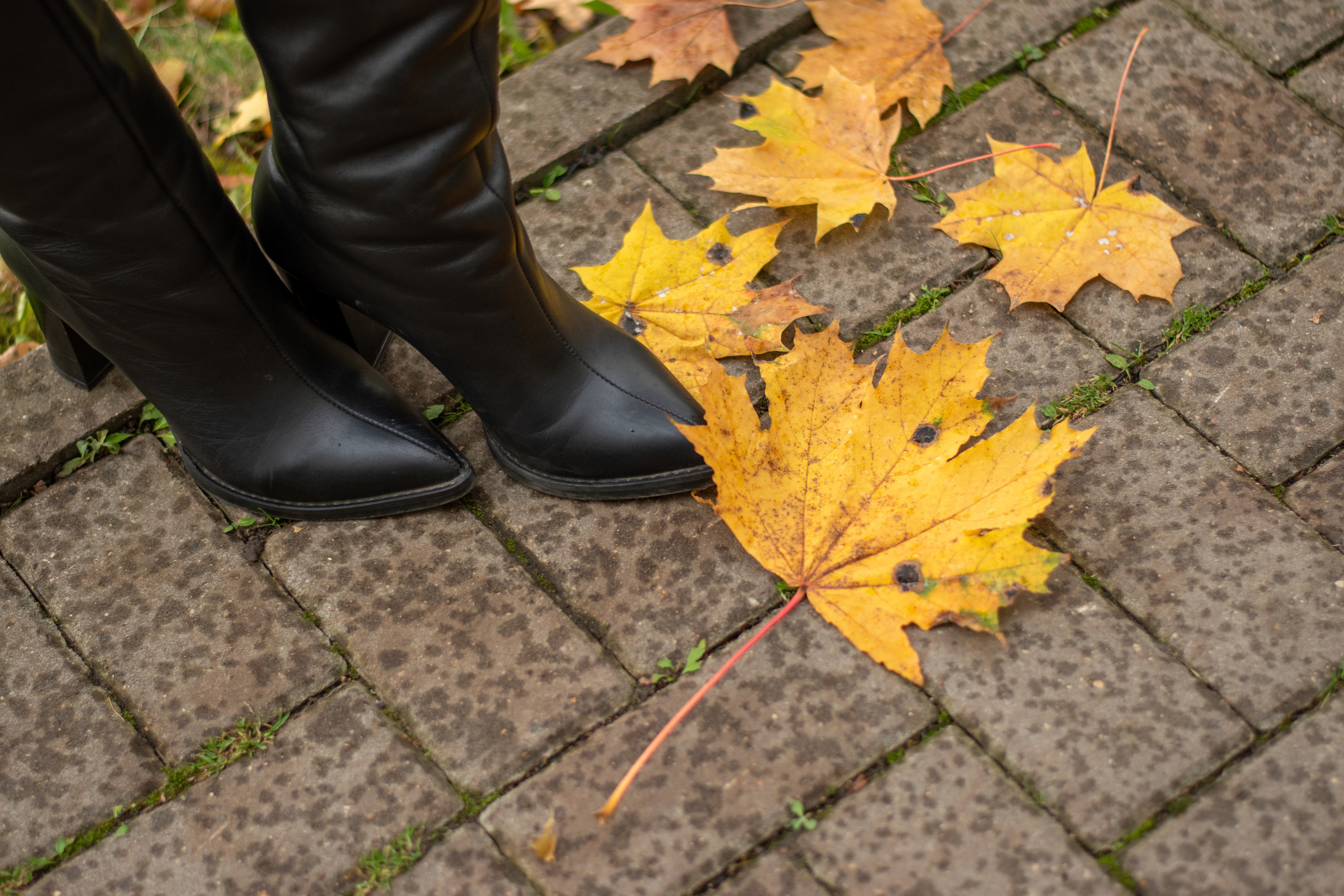 Краски осени. Елена Рязанцева Ваш фотограф в городе Тула