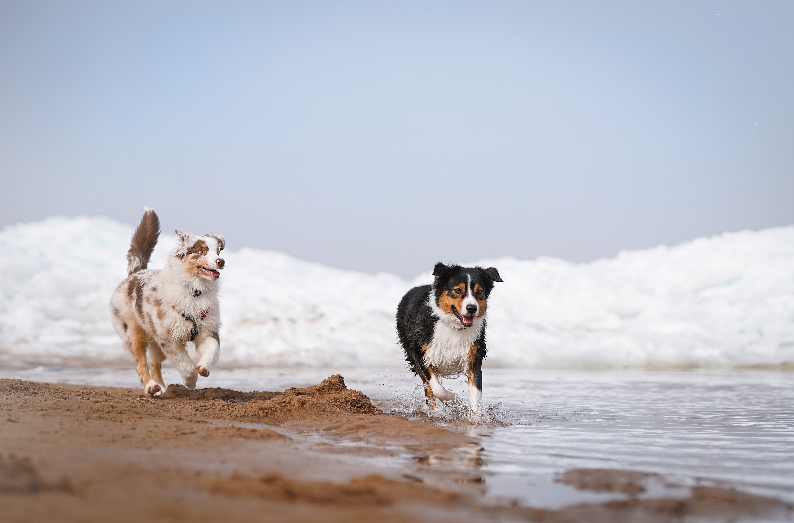 Аусси на Ладоге. Фотограф-анималист в Санкт-Петербурге Яна Мартынова