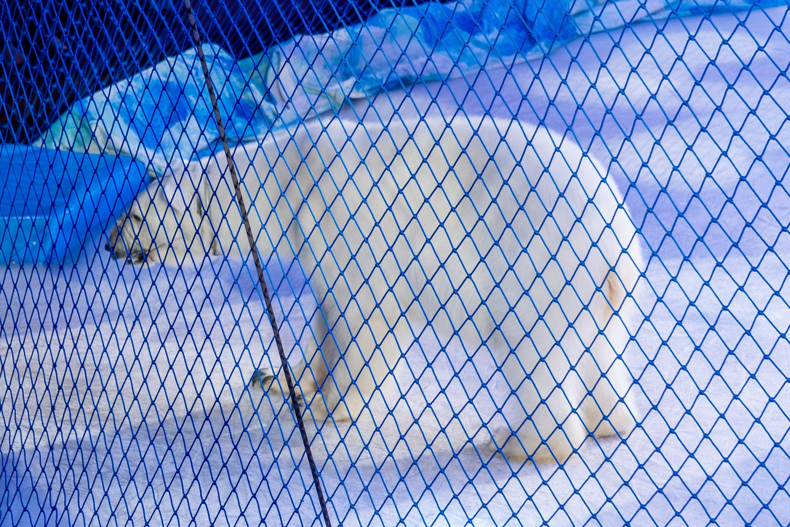 Цирк на льду «Айсберг» в Луганске. Фотограф в РФ и ЛНР Юлия Федосеева