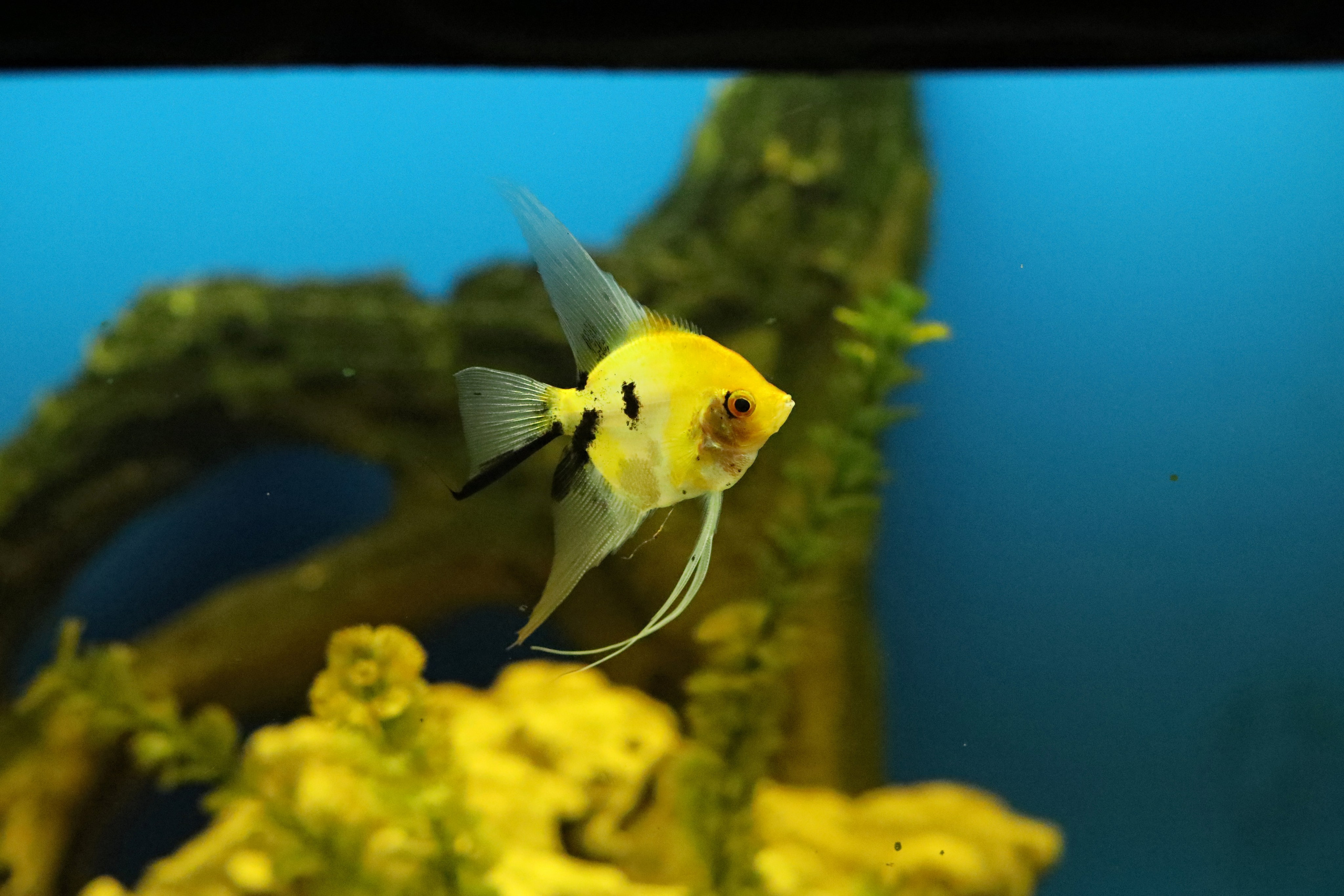 Ростовский зоопарк. Фото-художник и Репортажный фотограф Николаев Александр Алексеевич